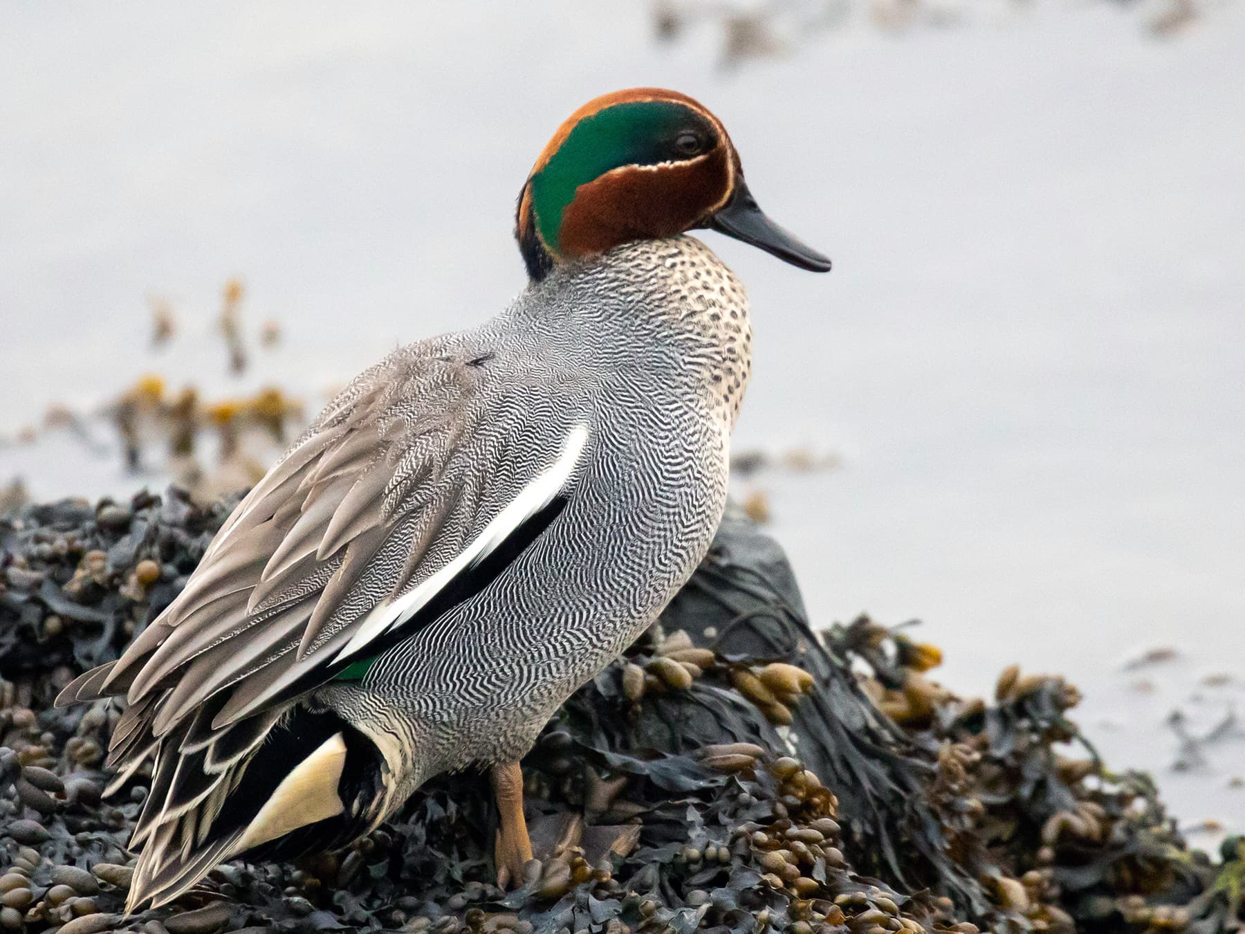 Eurasian Teal by the edge of a lake