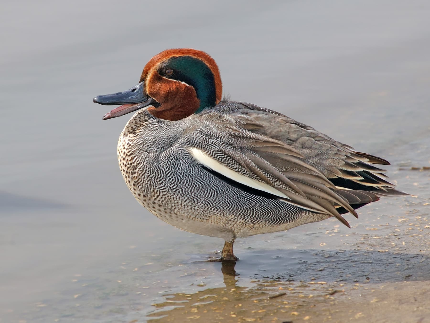 Eurasian Teal quacking