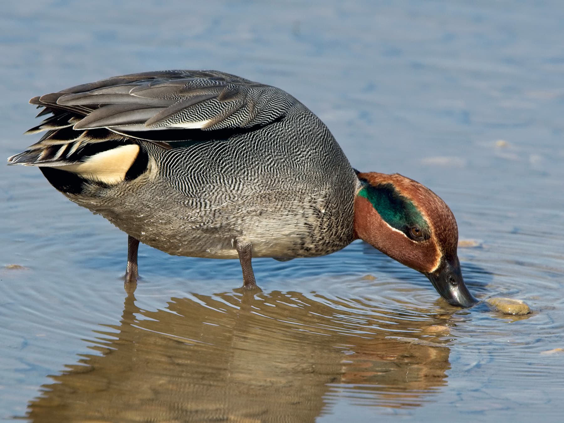 Eurasian Teal feeding in shallow waters