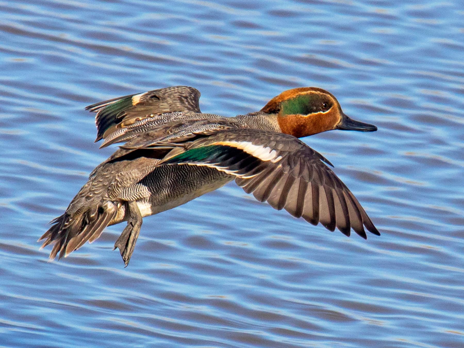 Eurasian Teal in-flight