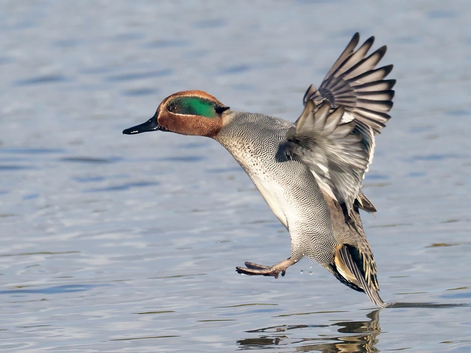 Eurasian Teal coming in to land