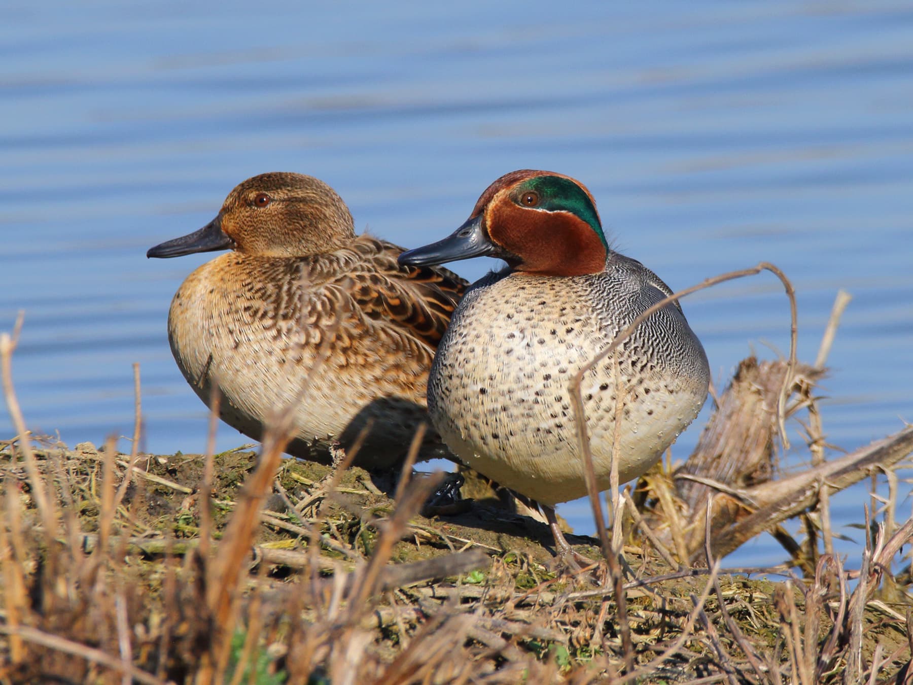 Female (left) and Male (right) Eurasian Teals resting on the bank