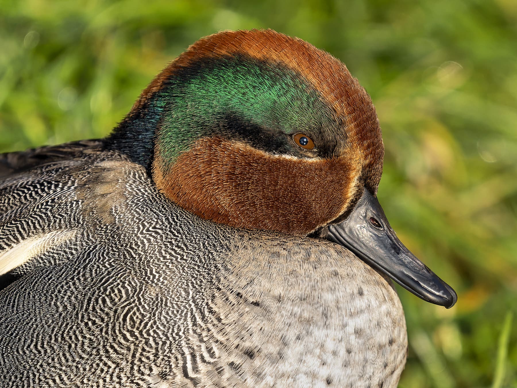 Portrait of Eurasian Teal