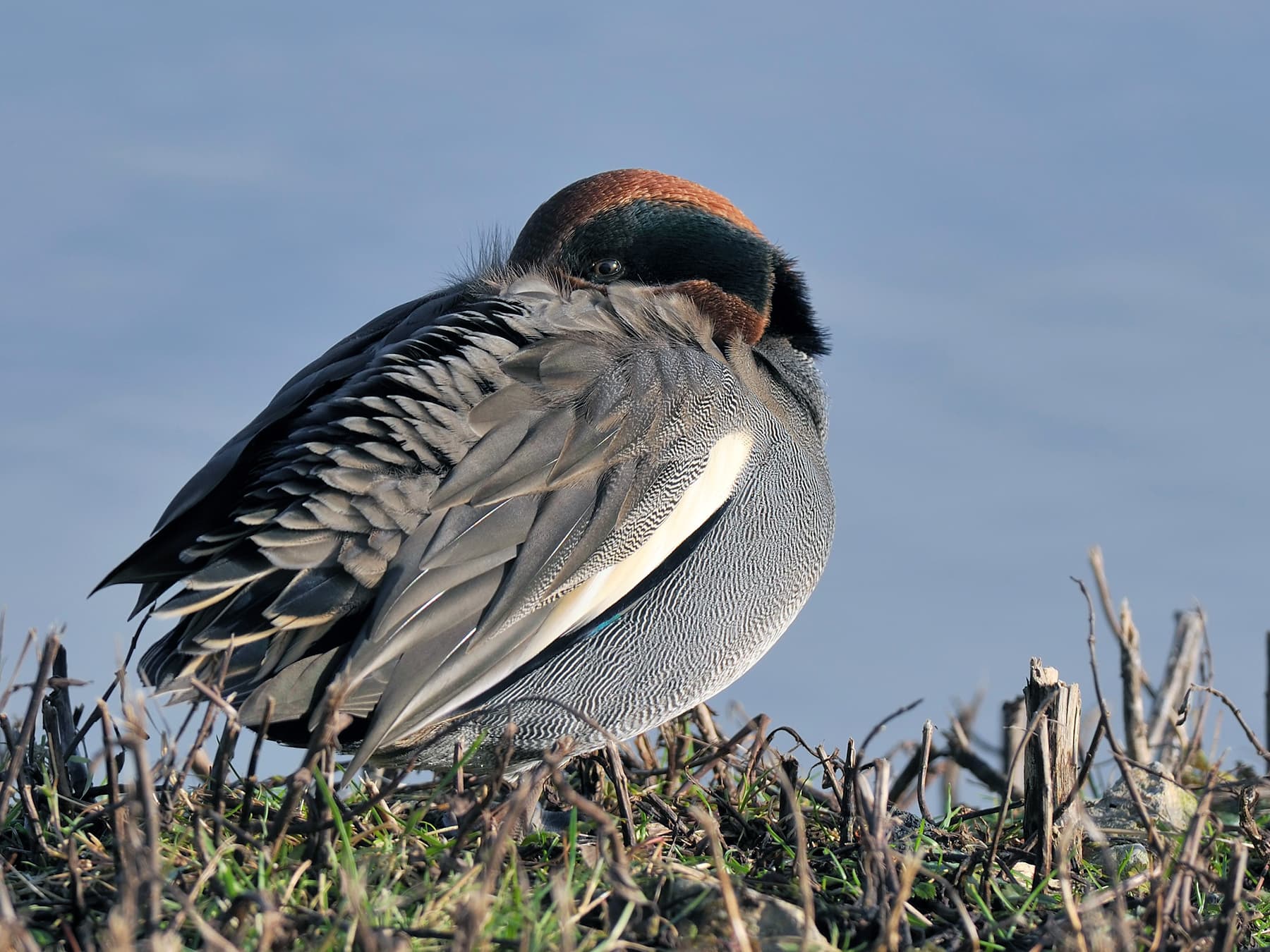 Eurasian Teal resting on the bank