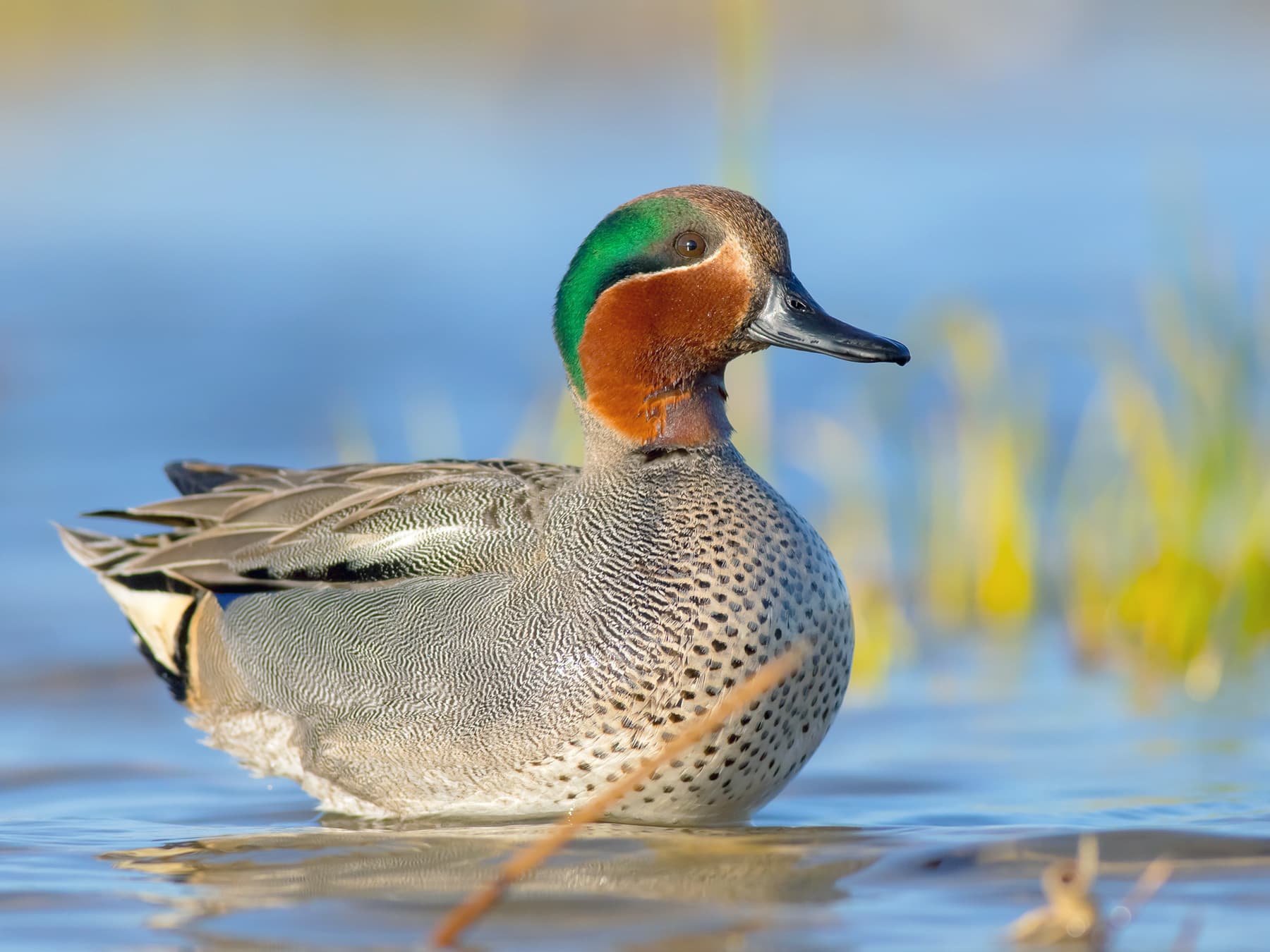 Eurasian Teal swimming in natural habitat
