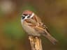 Eurasian Tree Sparrow