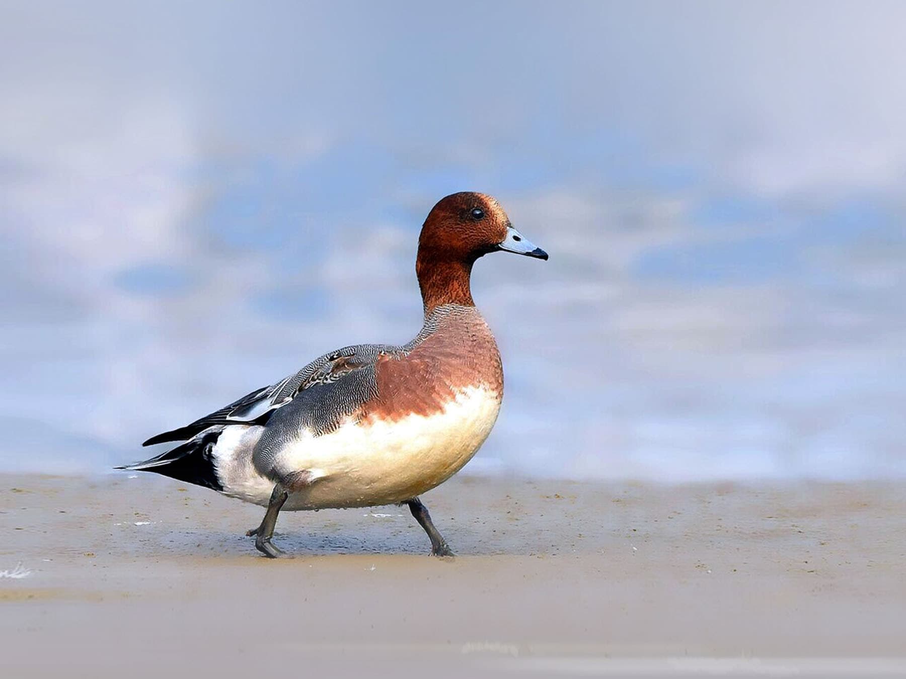 Eurasian Wigeons are a medium-sized duck