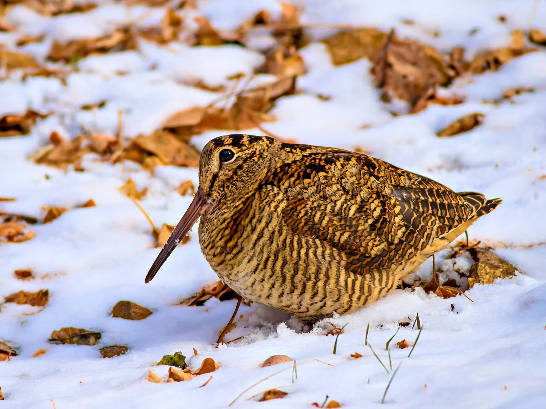 Eurasian woodcock