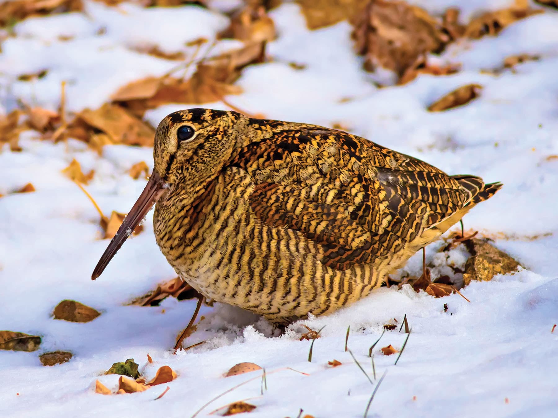 Close up of a Eurasian Woodcock