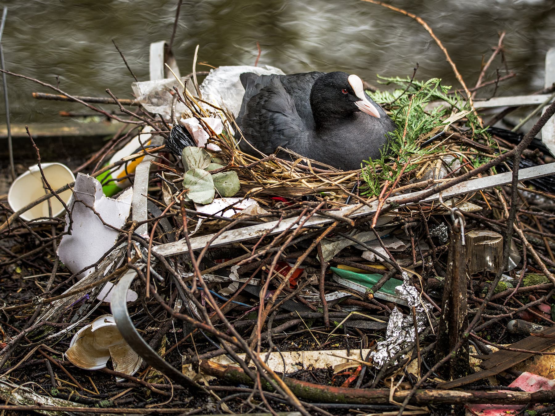 Eurasion coot sitting on nest built from human trash
