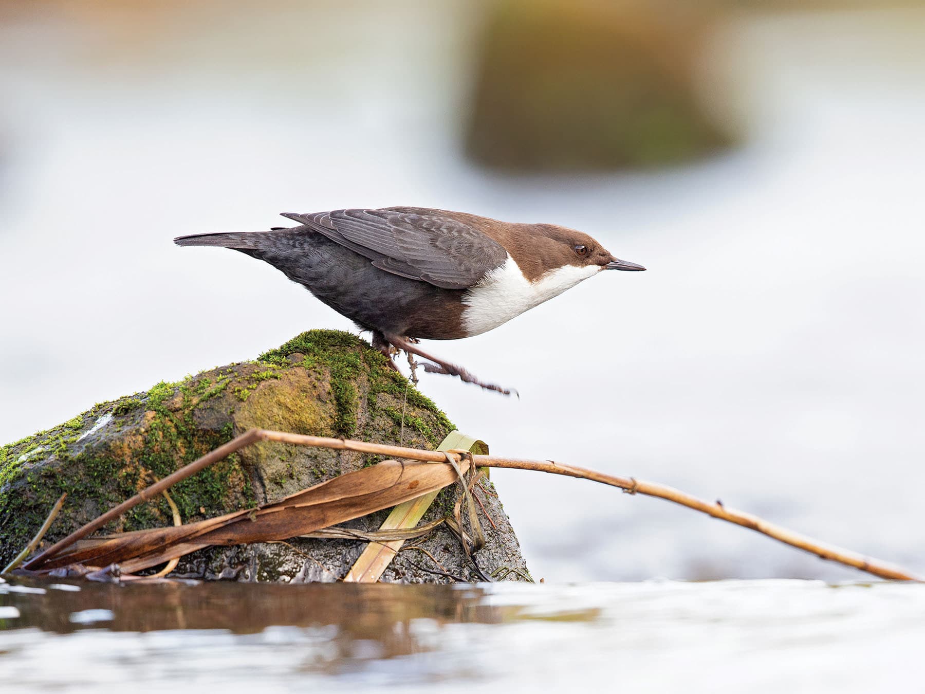 European Dipper