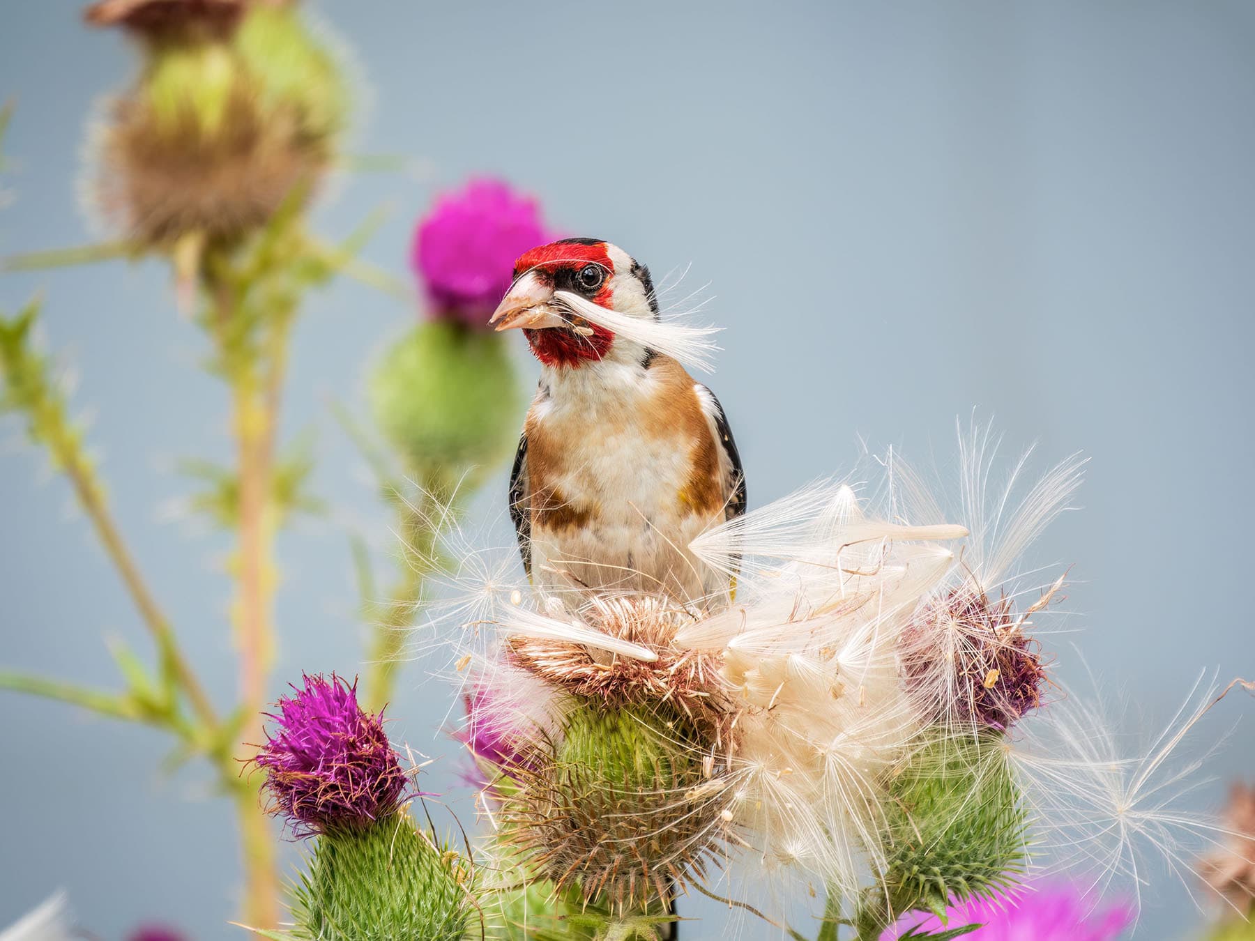European goldfinch, feeding on the seeds of thistles