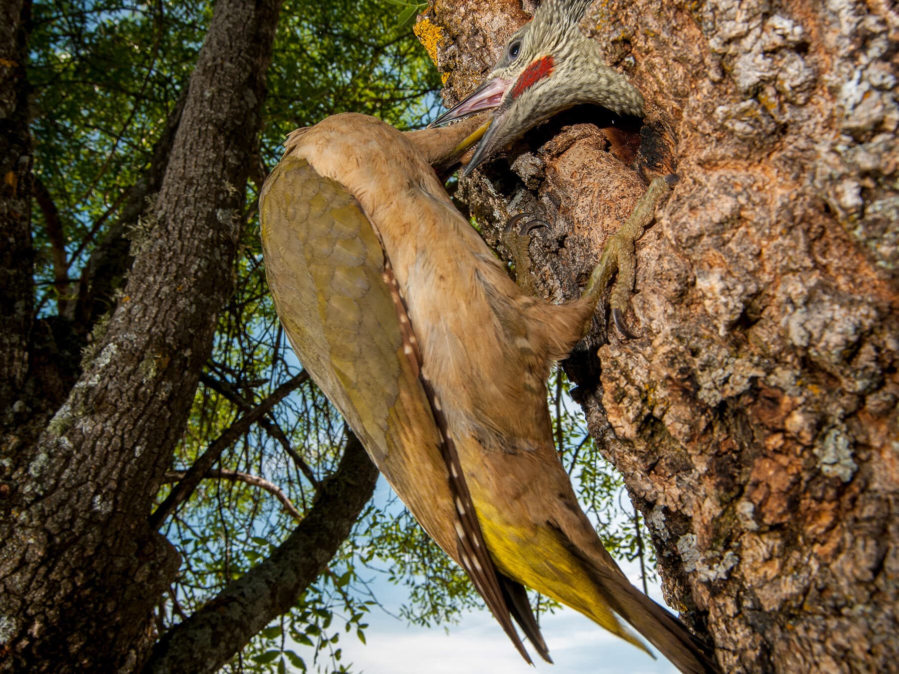 European Green Woodpecker feeding chicks