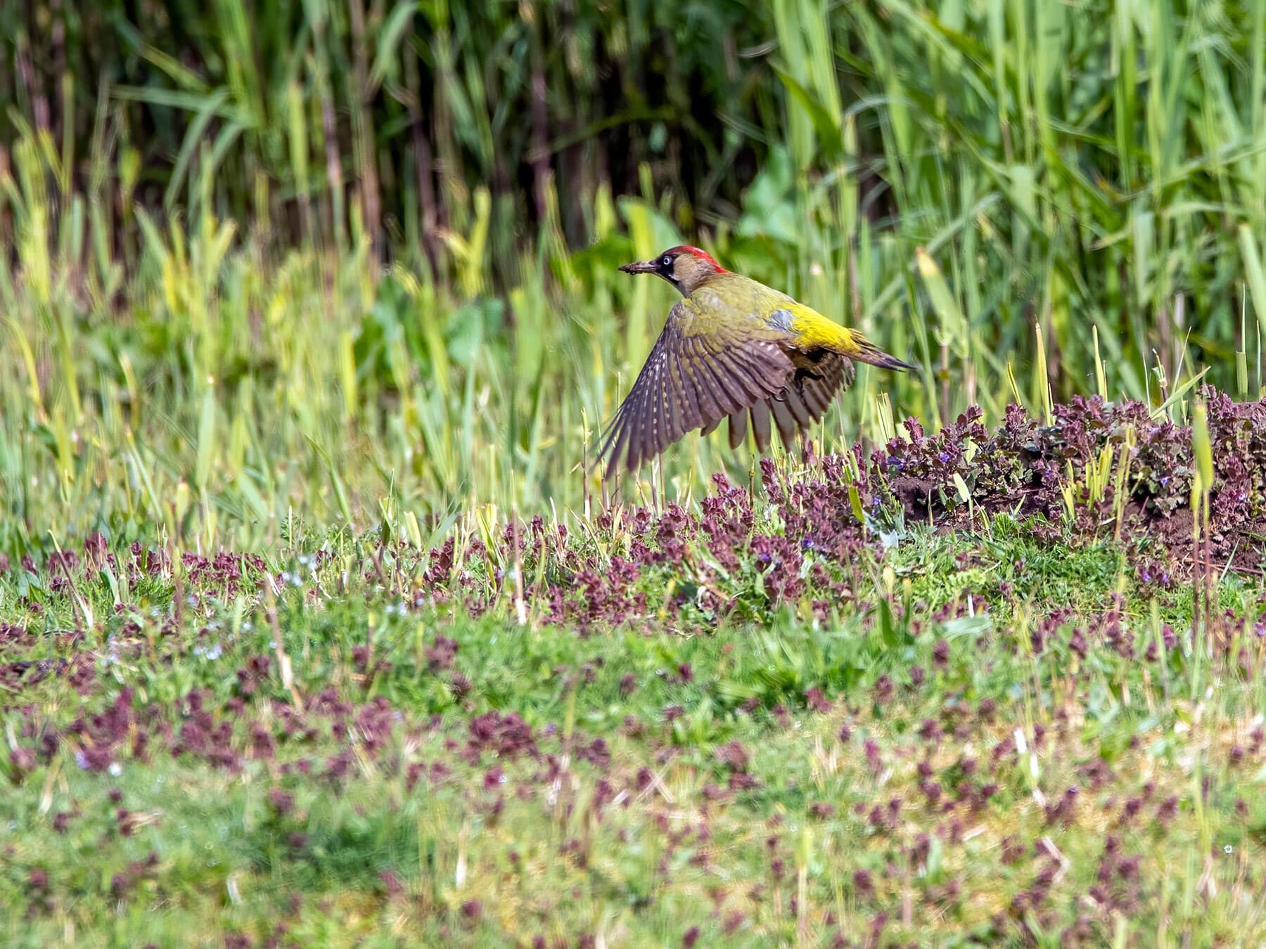 European Green Woodpecker in flight