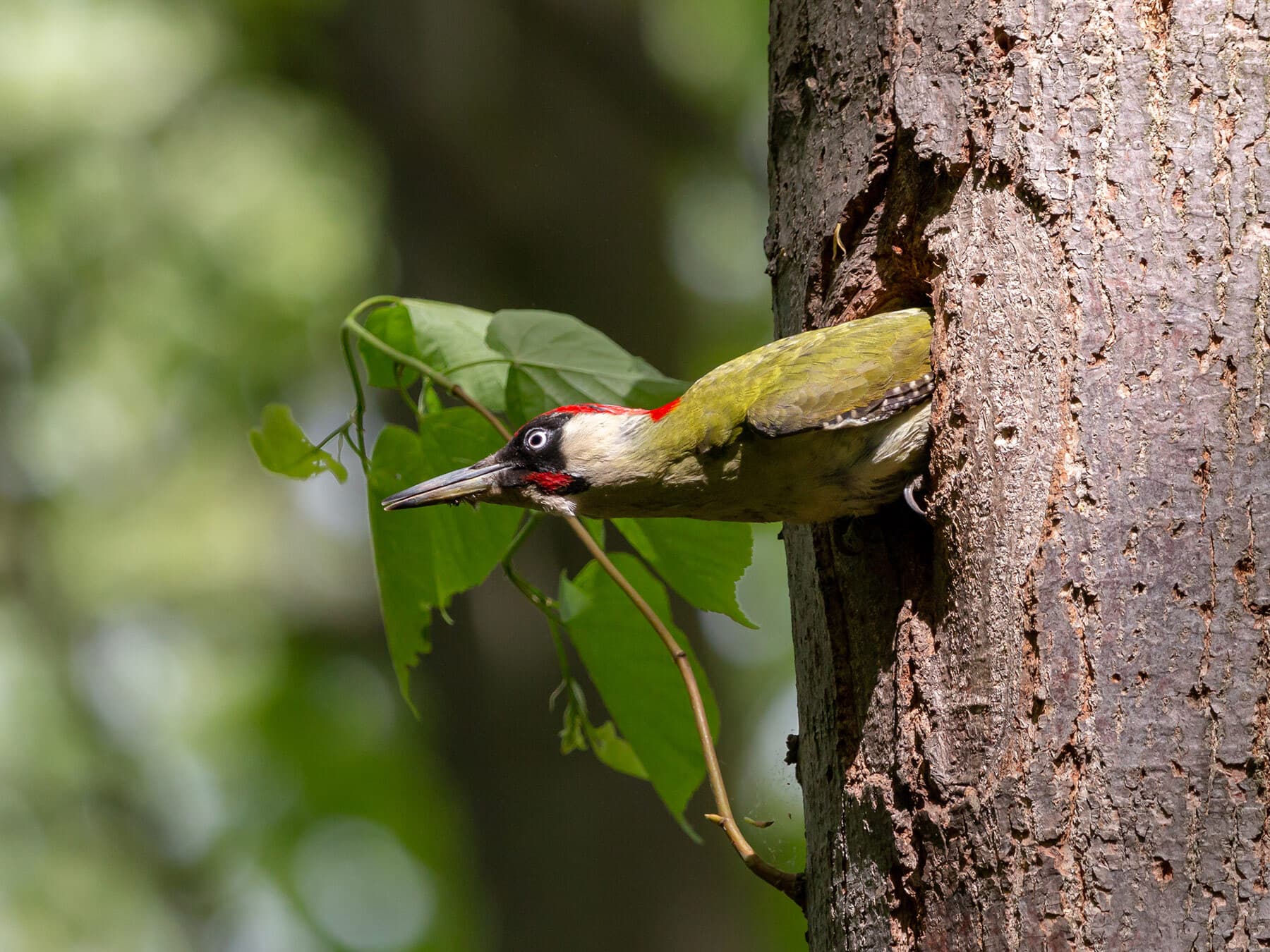 European Green Woodpecker looking out of the nest in a tree