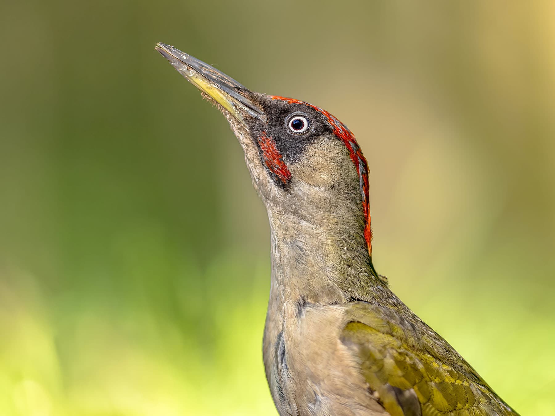 European green woodpecker portrait