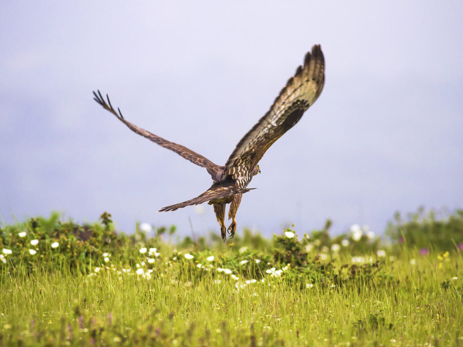 European Honey Buzzard in flight from behind