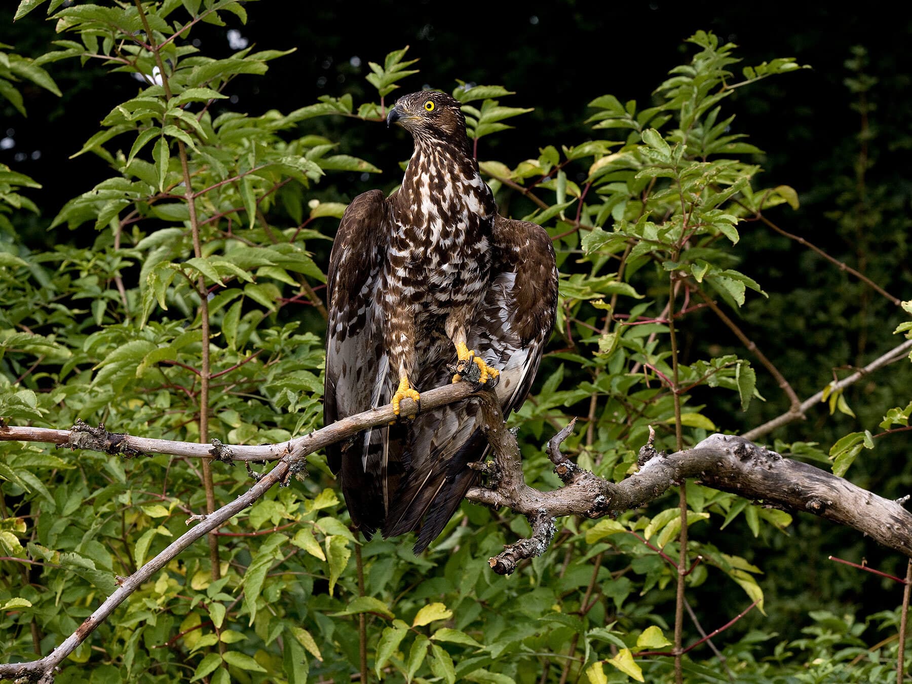 European Honey Buzzard perched on a branch