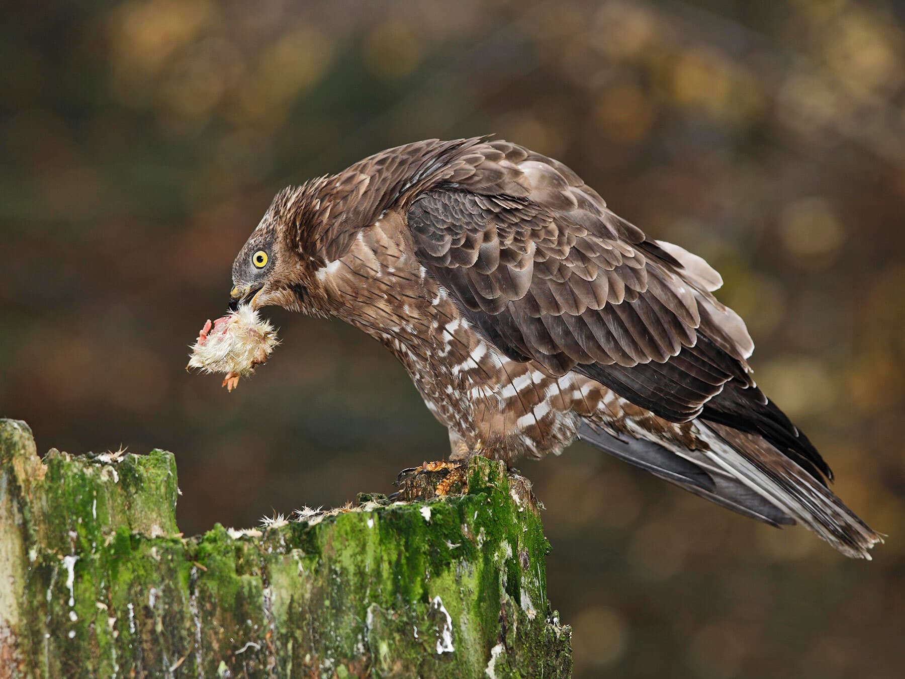 European Honey Buzzard feeding on prey