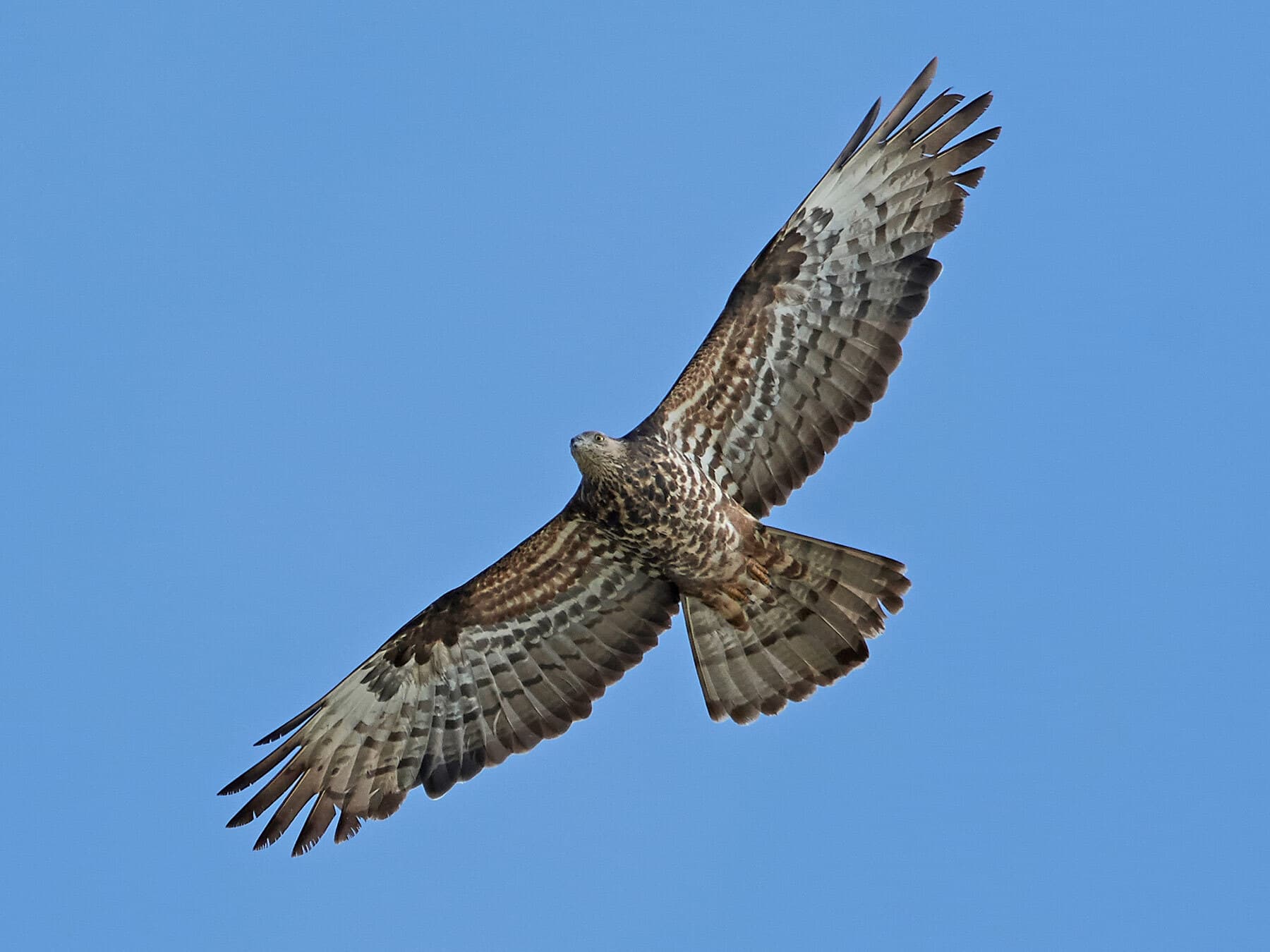 European Honey Buzzard in flight, from below