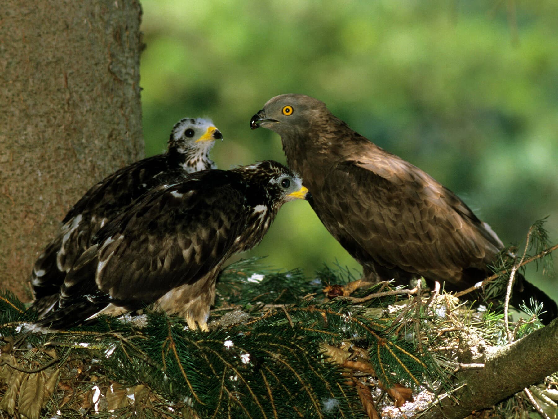 European Honey Buzzard nest with chicks