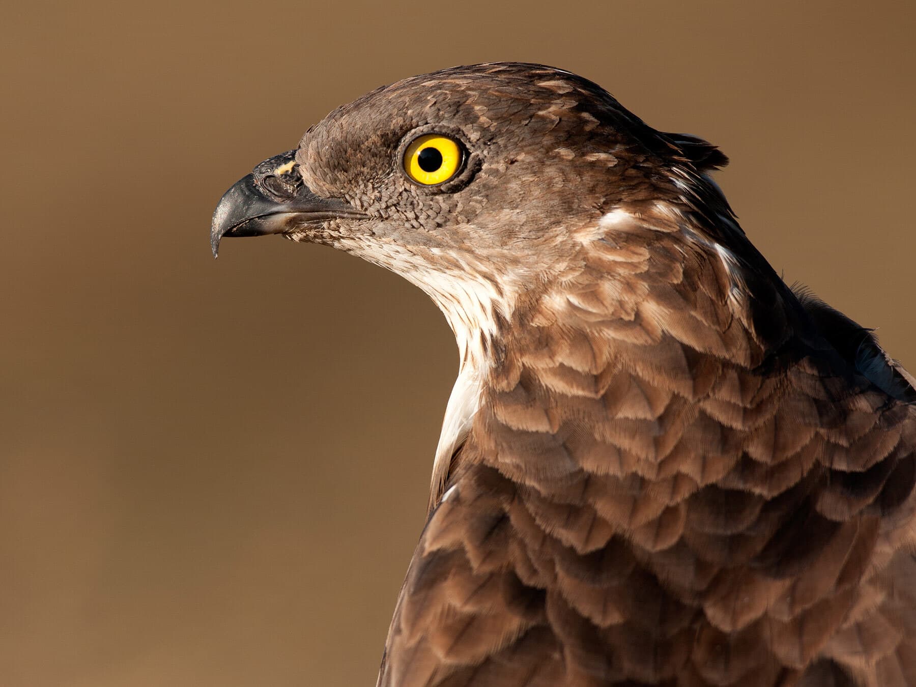 Portrait of European Honey Buzzard
