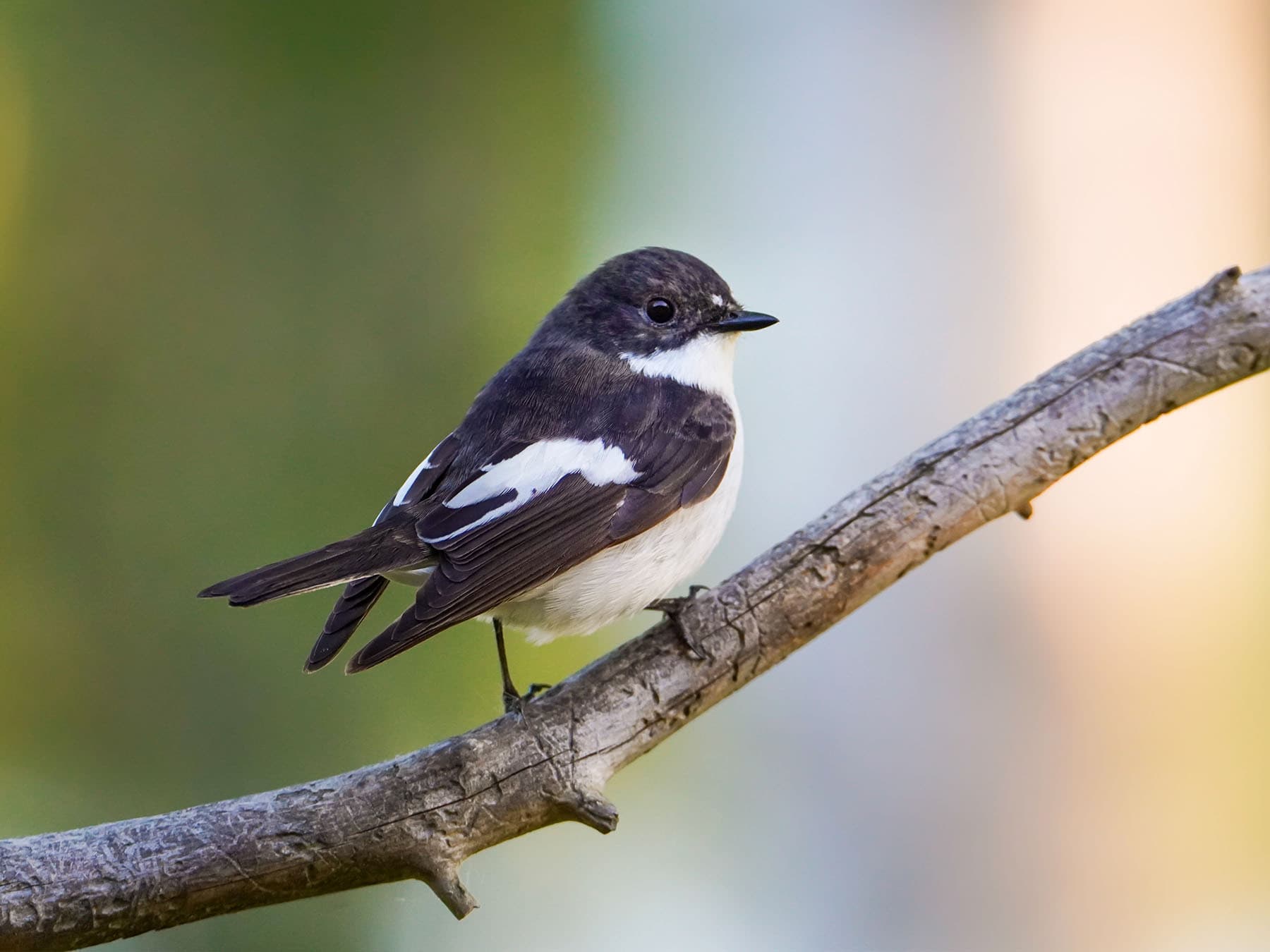 European pied flycatcher perching on branch