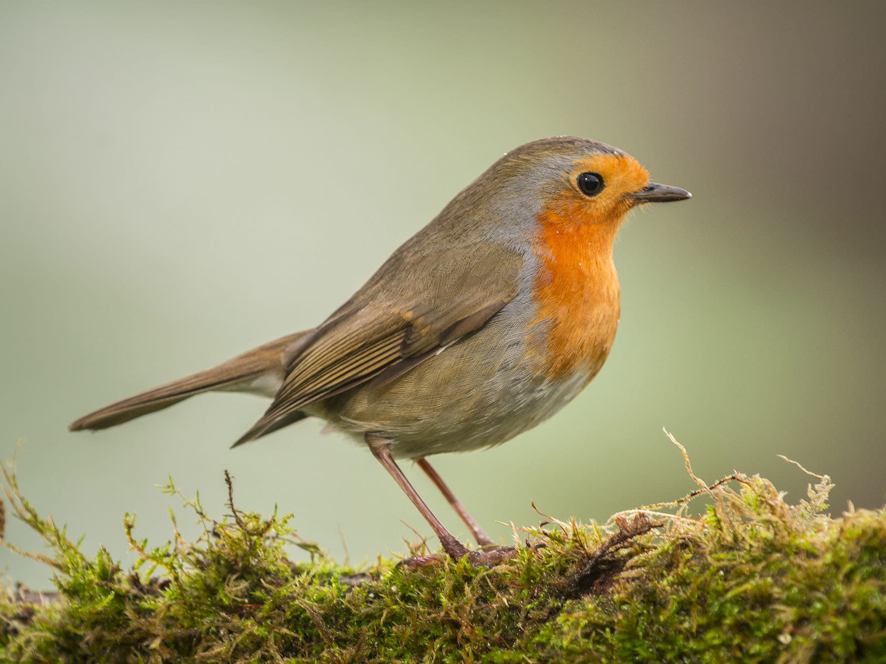Close up of a European Robin