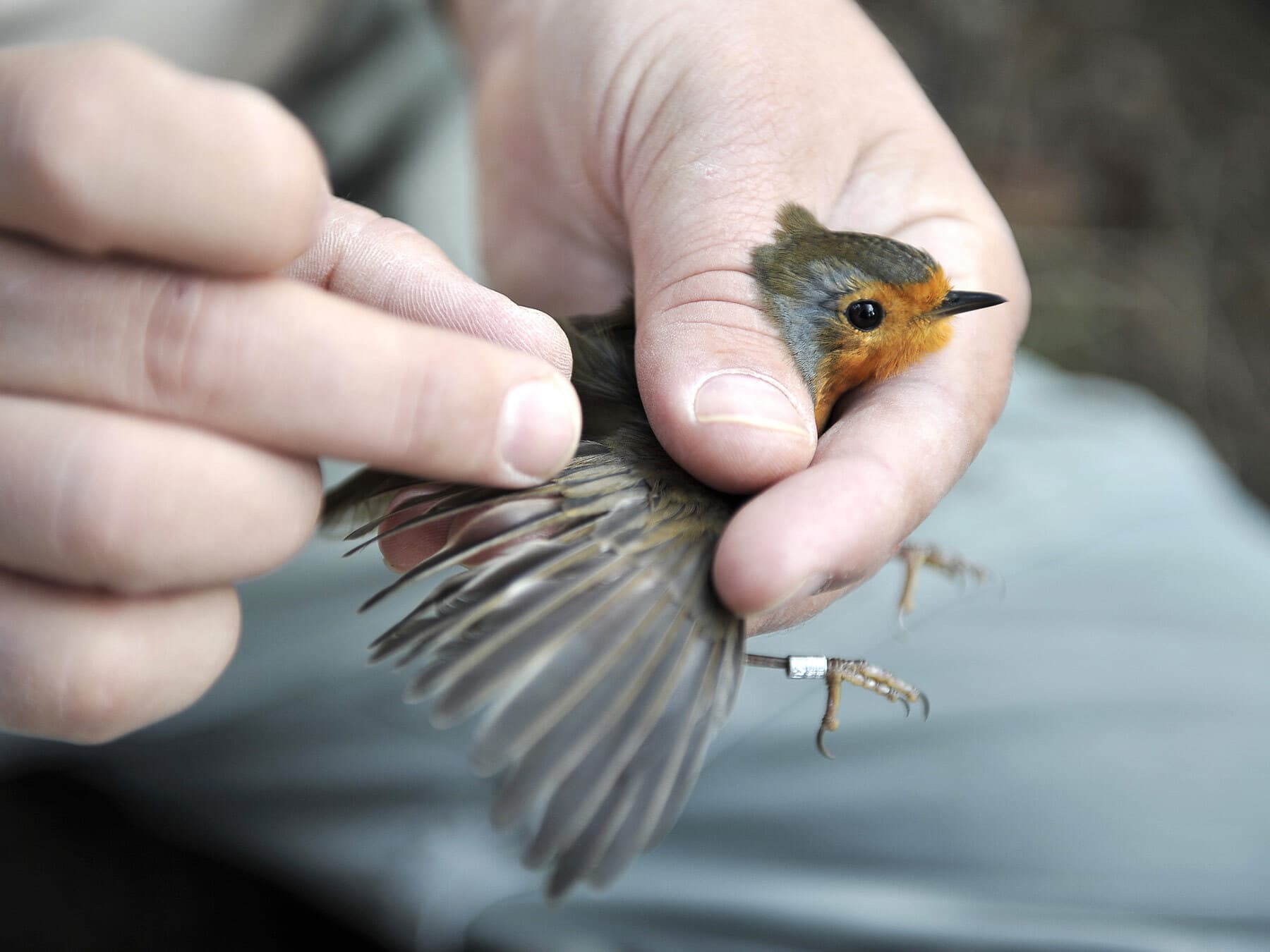 European robin ringing