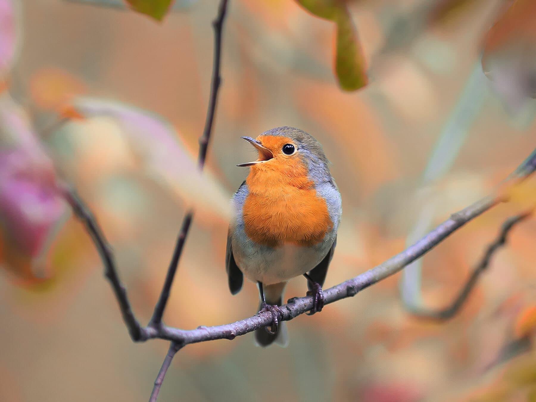A robin singing from a slender branch, its bill wide open