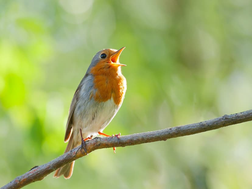 Robin Song: Sounds, Calls and Night Singing | Birdfact