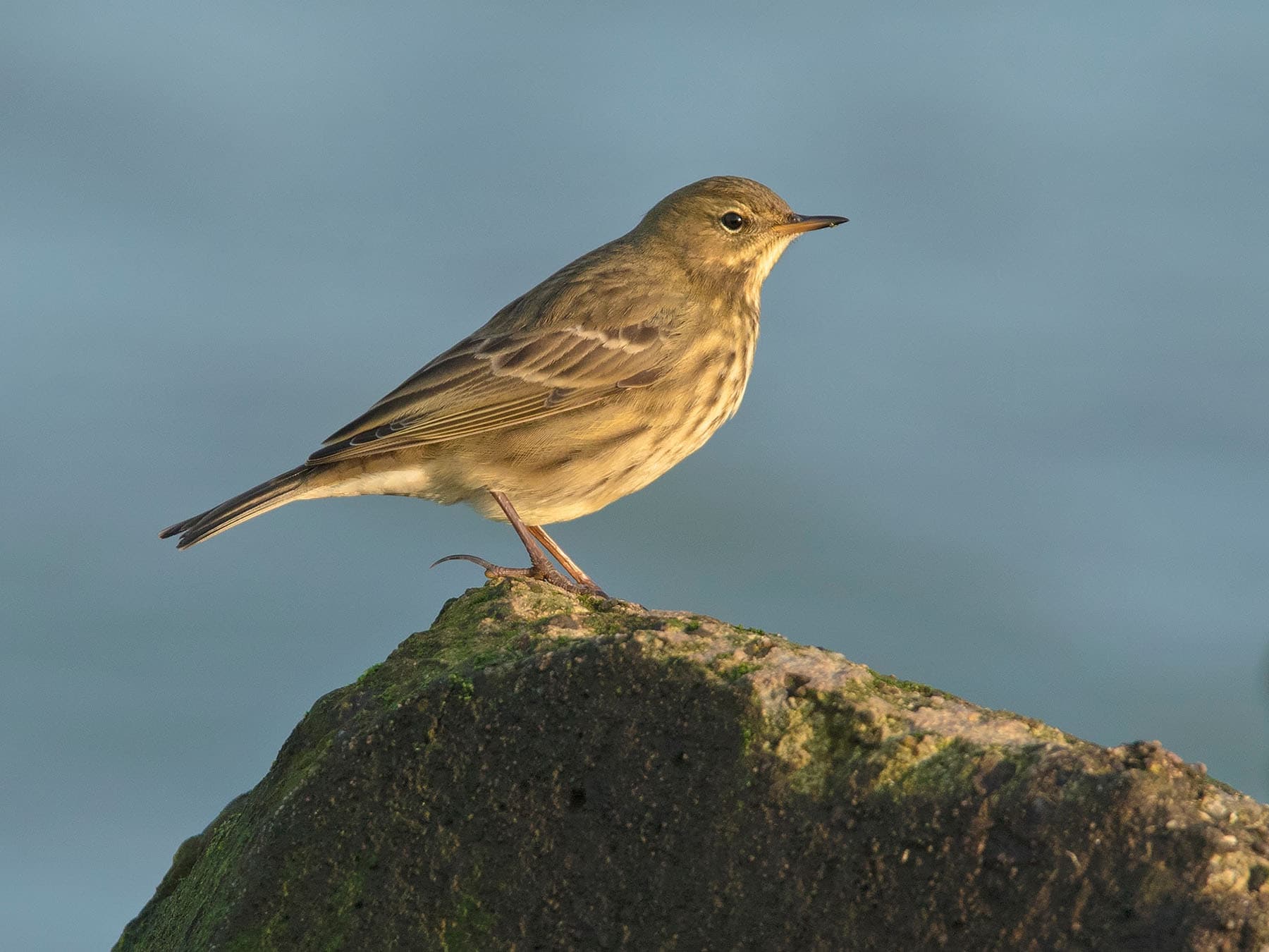 Rock Pipits are relatively common along the coastlines of the UK and Ireland, particularly in winter