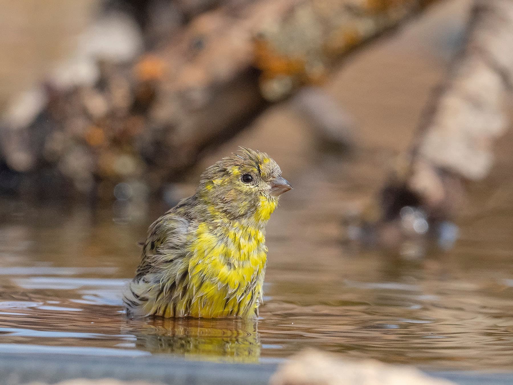 European Serin bathing in water