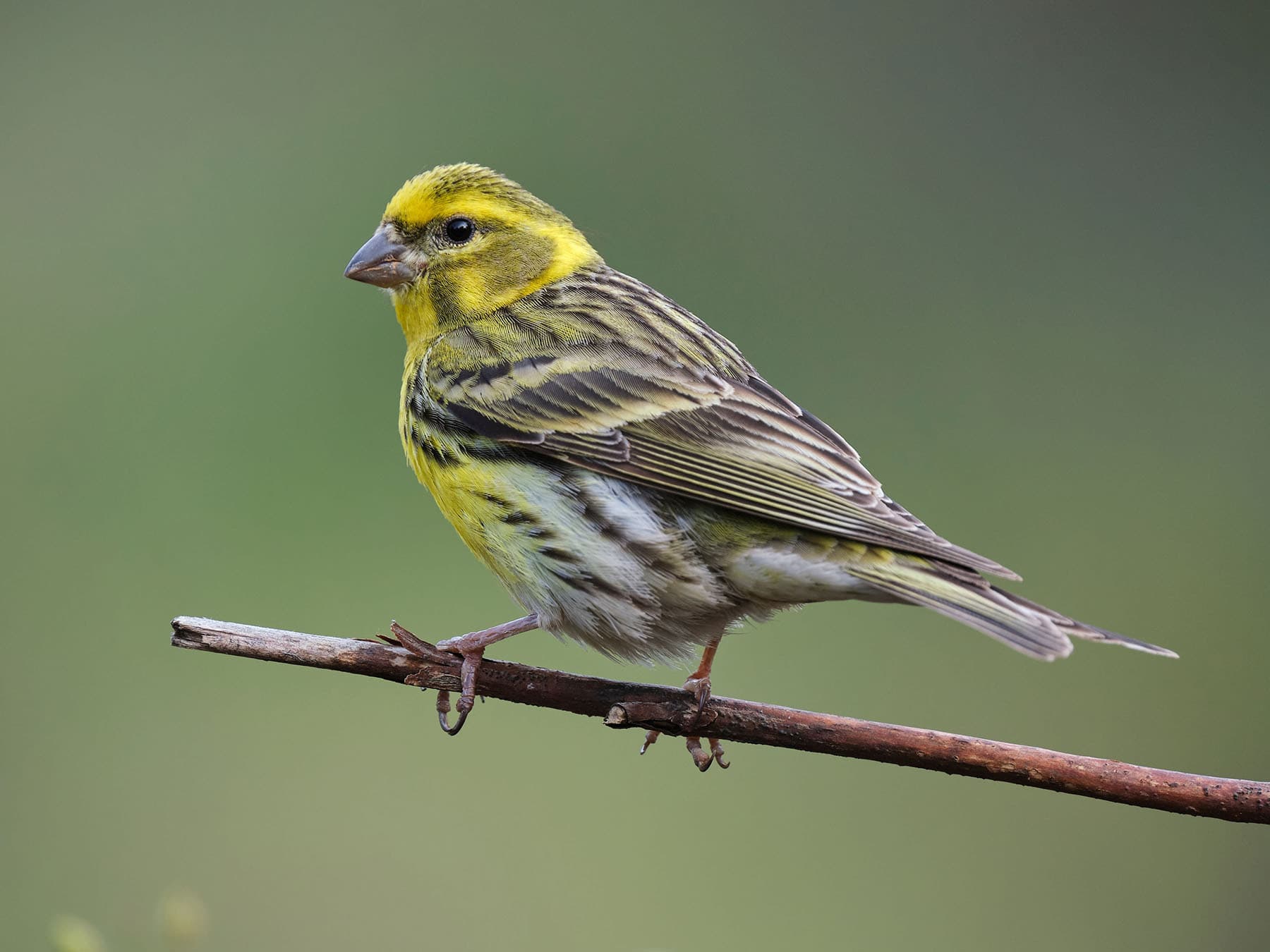 Close up of a perched Serin
