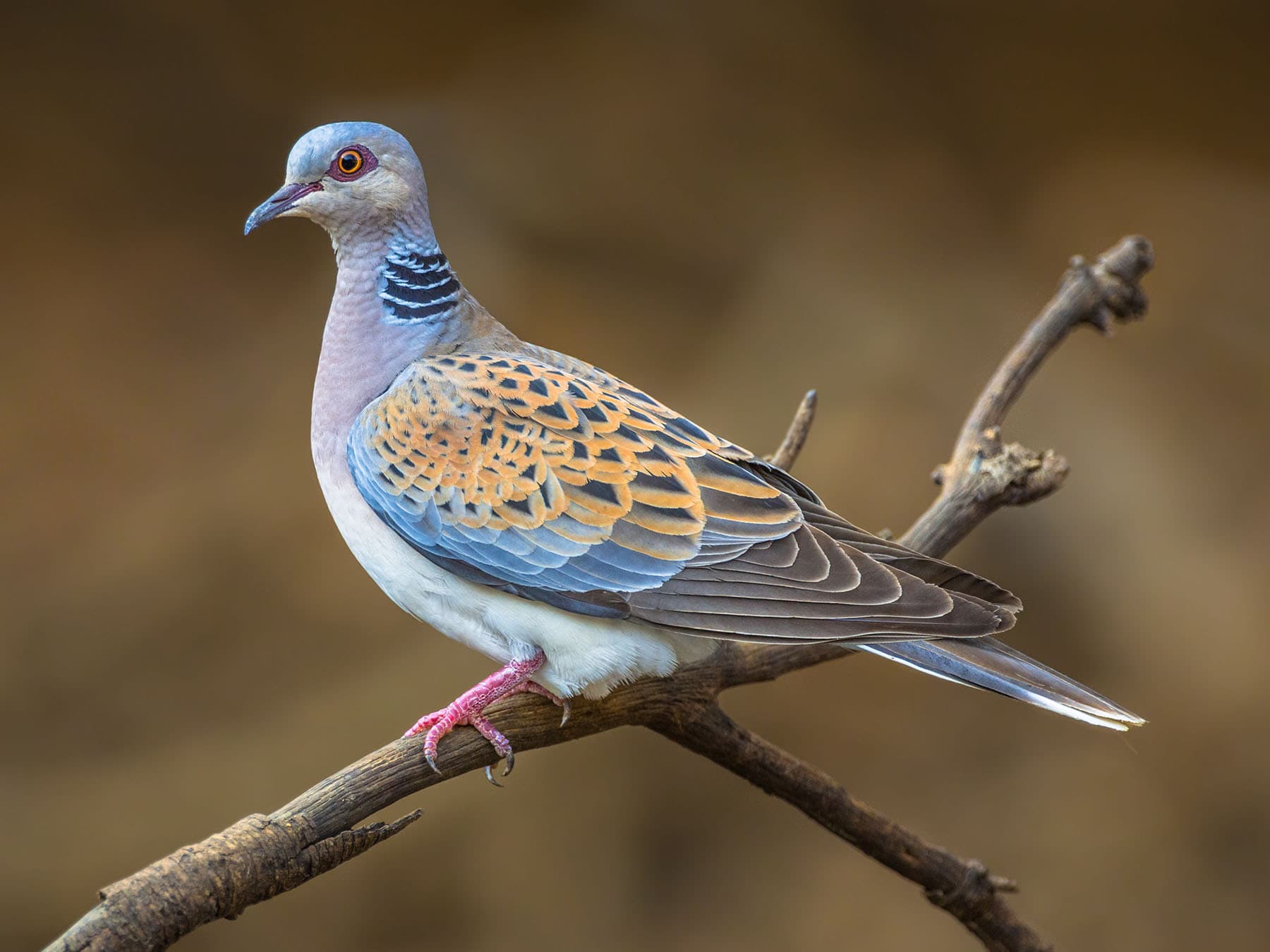 European Turtle Dove