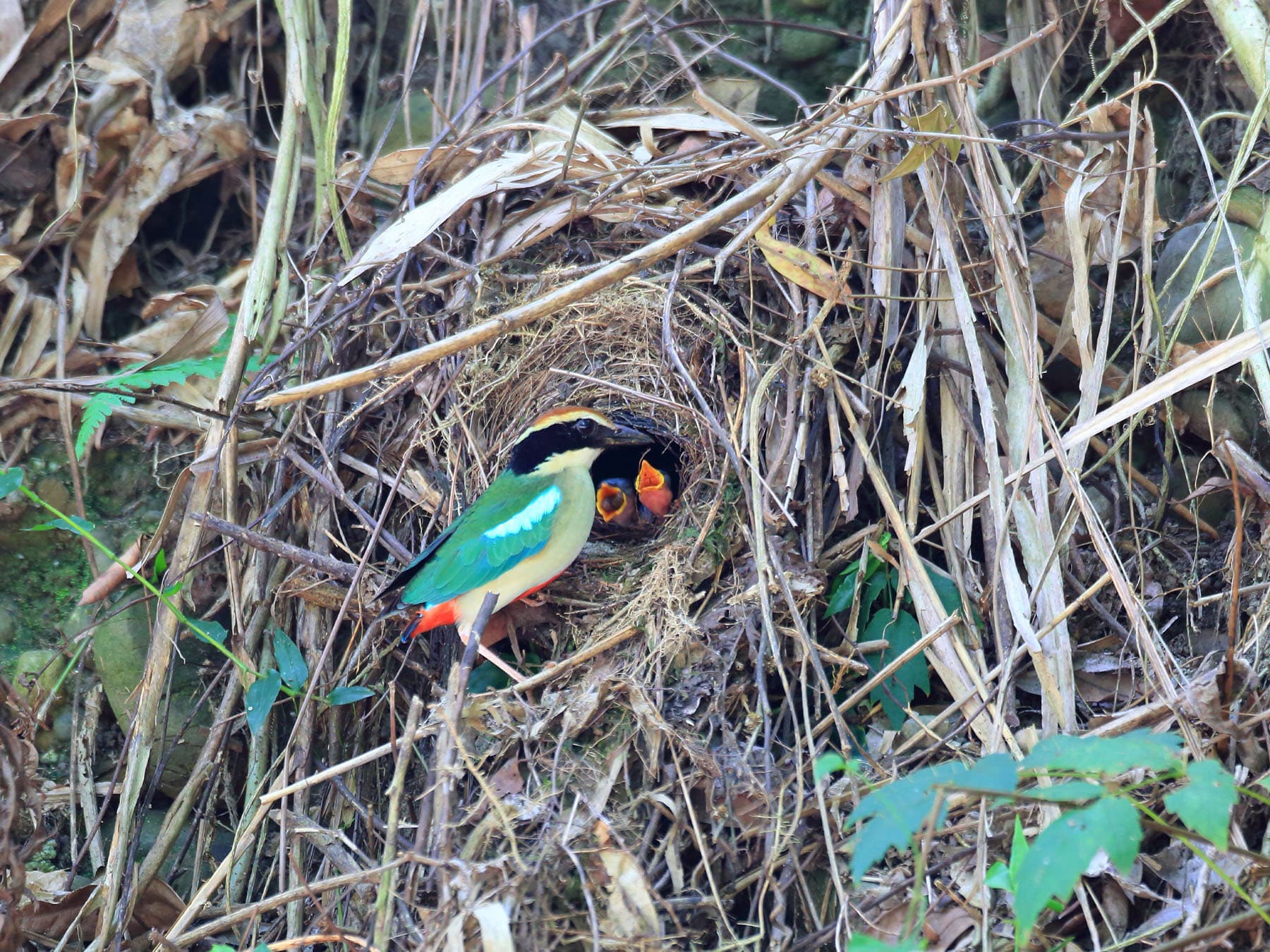 Fairy Pitta feeding young at nest