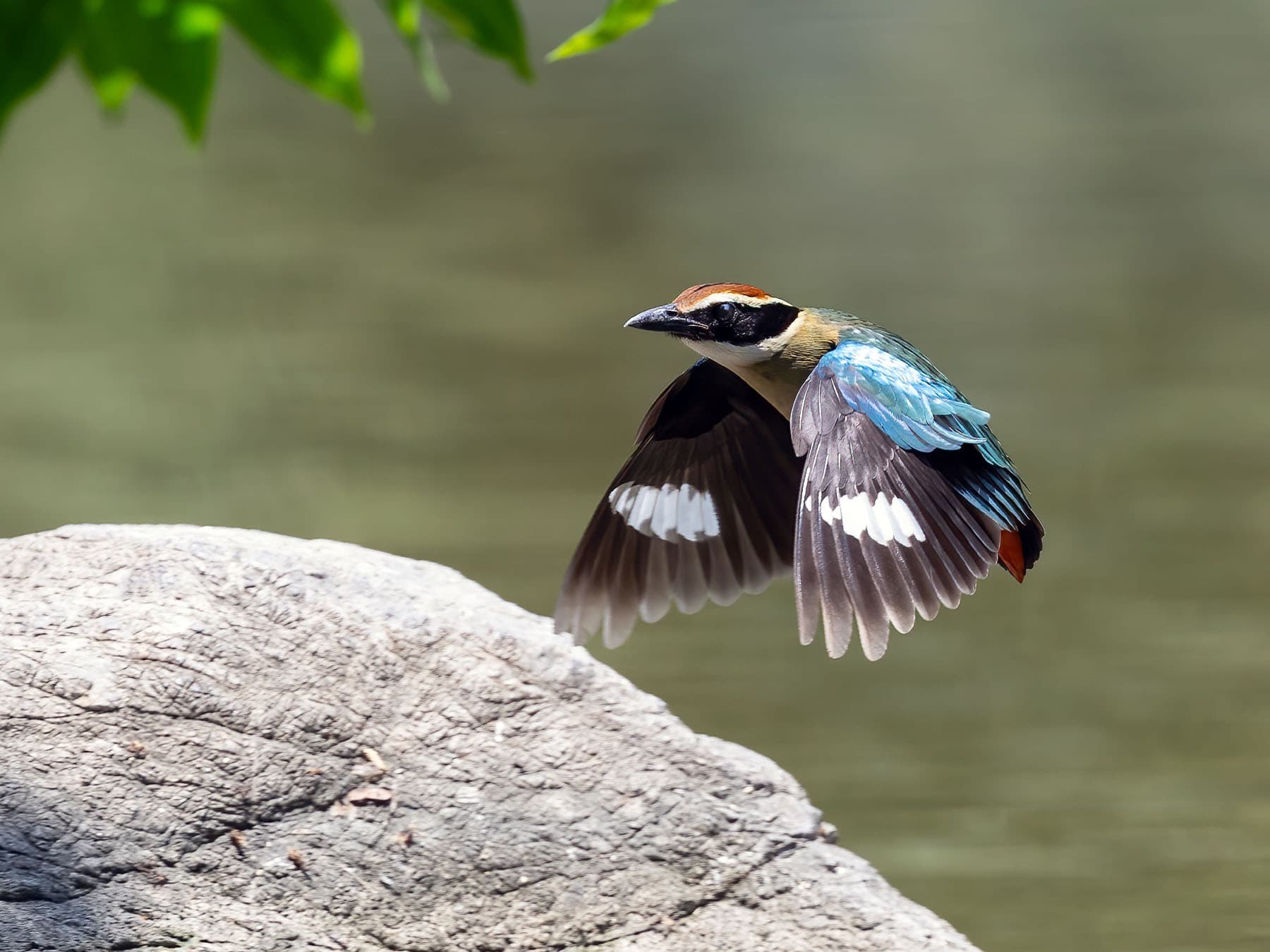 Fairy Pitta in-flight