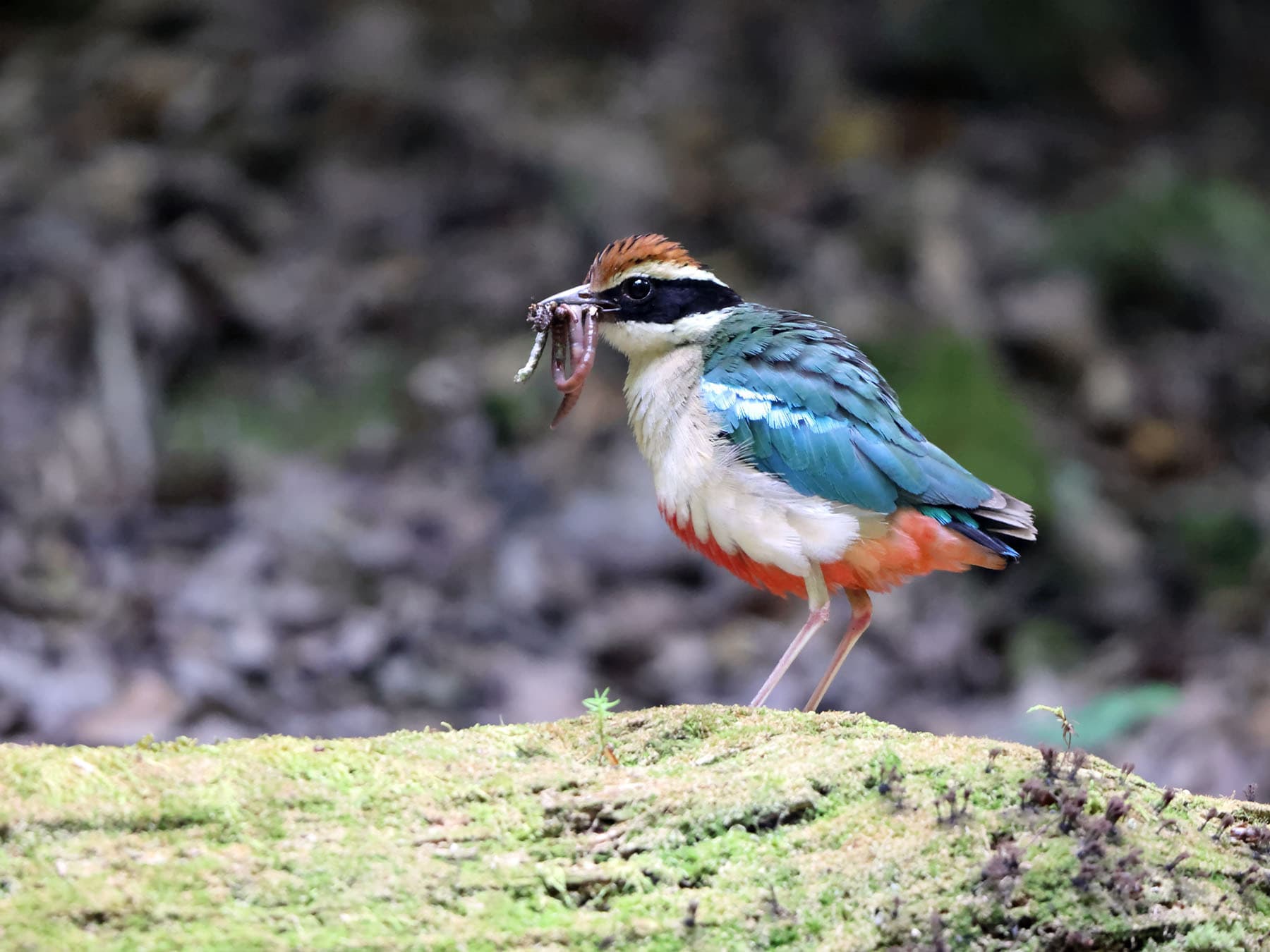 Fairy Pitta with its beak full of worms