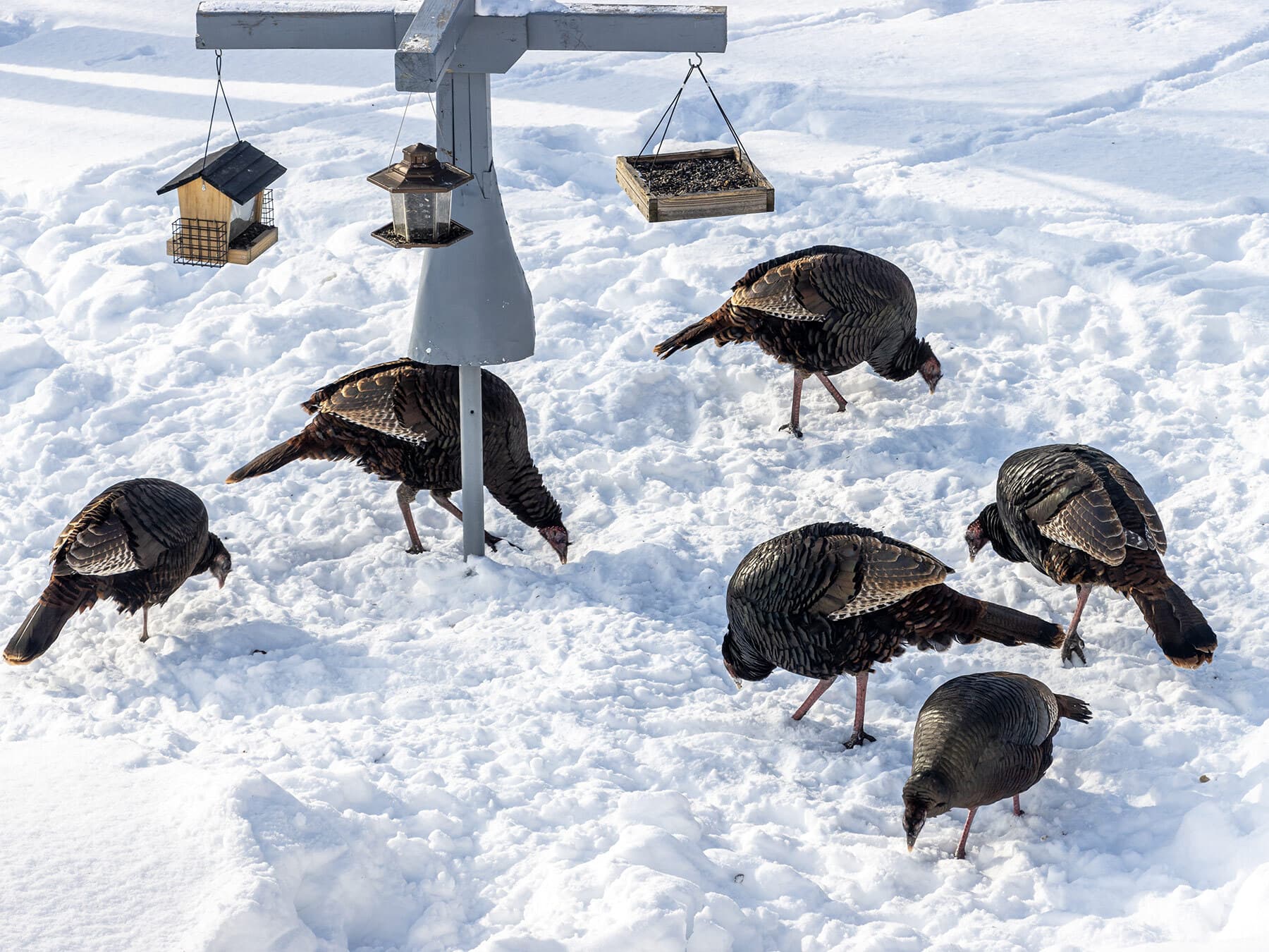Wild Turkeys picking up spilled seed under bird feeders in the snow