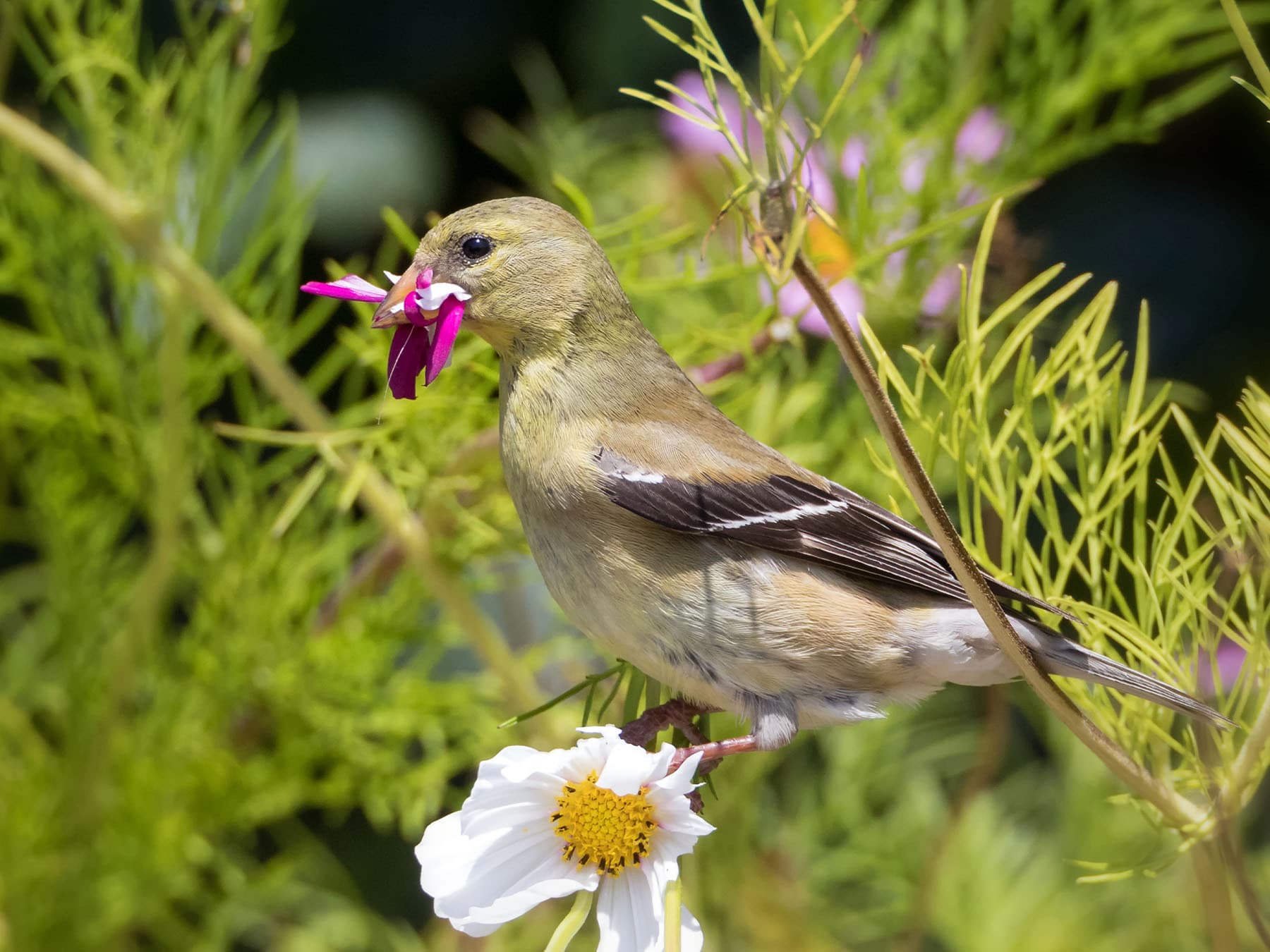 Female American Goldfinch gathering nesting materials