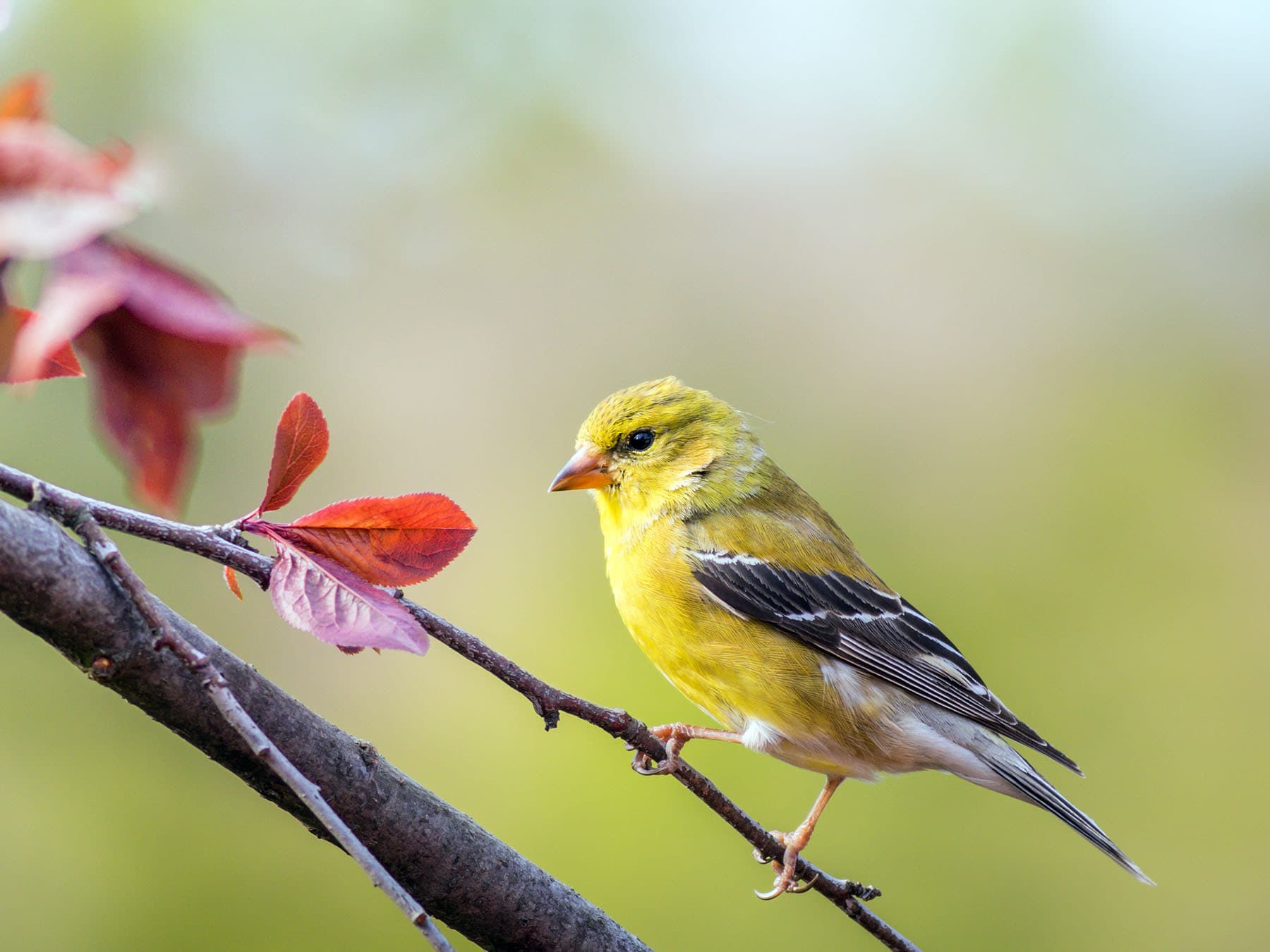 Female American Goldfinch