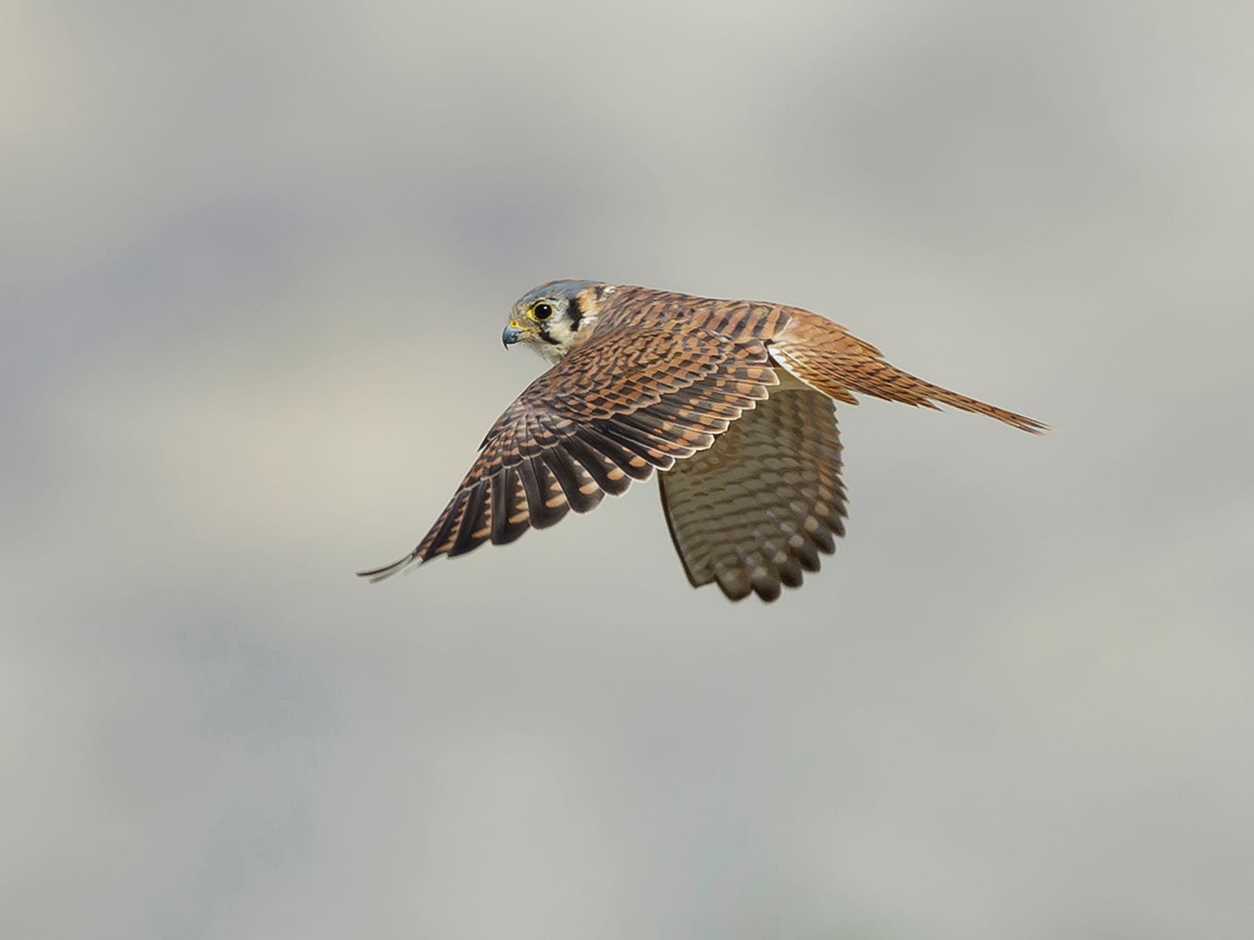 Female american kestrel in flight