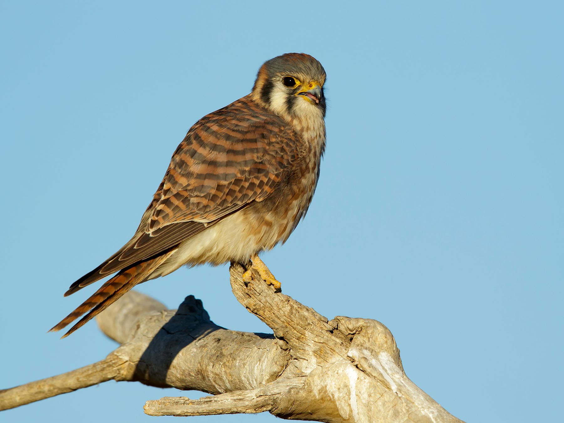 Female american kestrel