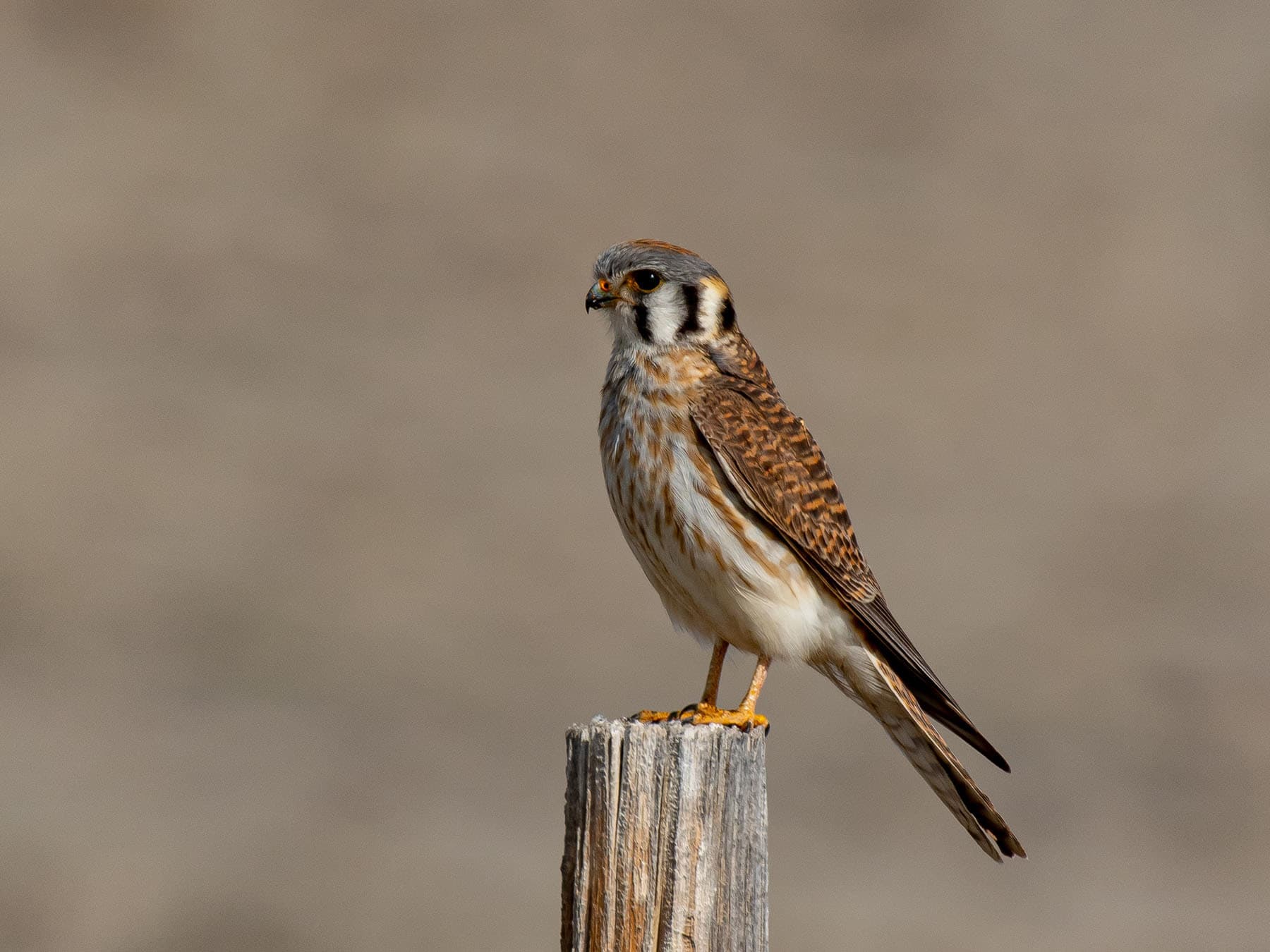 Female american kestrels