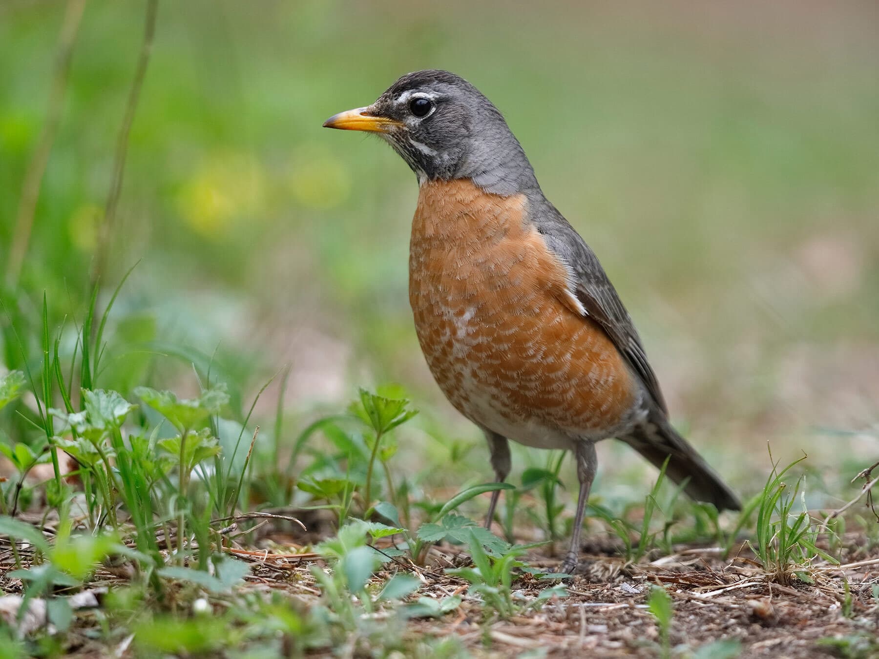 A female American Robin: a paler gray head and a paler orange breast than a male