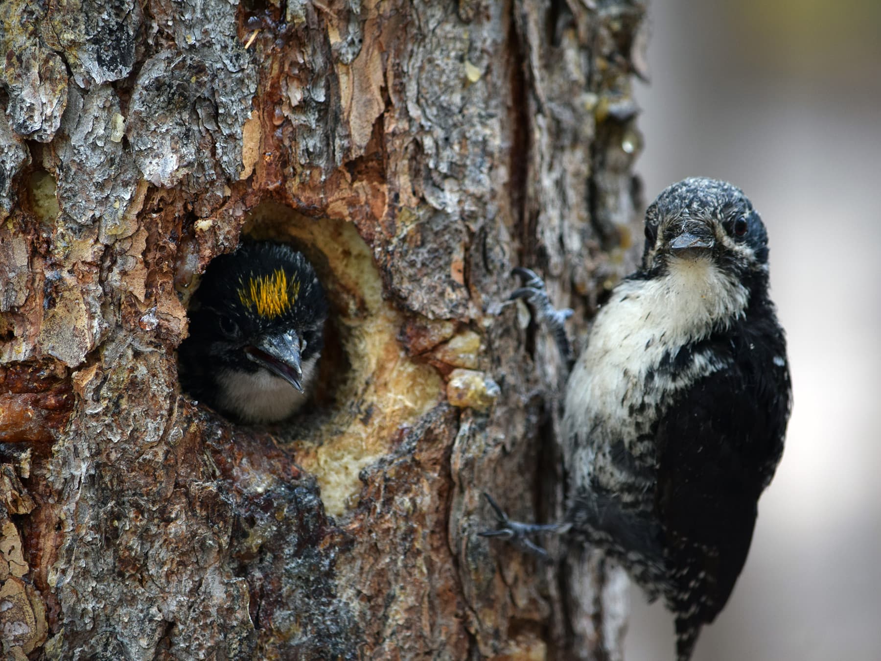 Female American three-toed woodpecker feeding her young at the nest