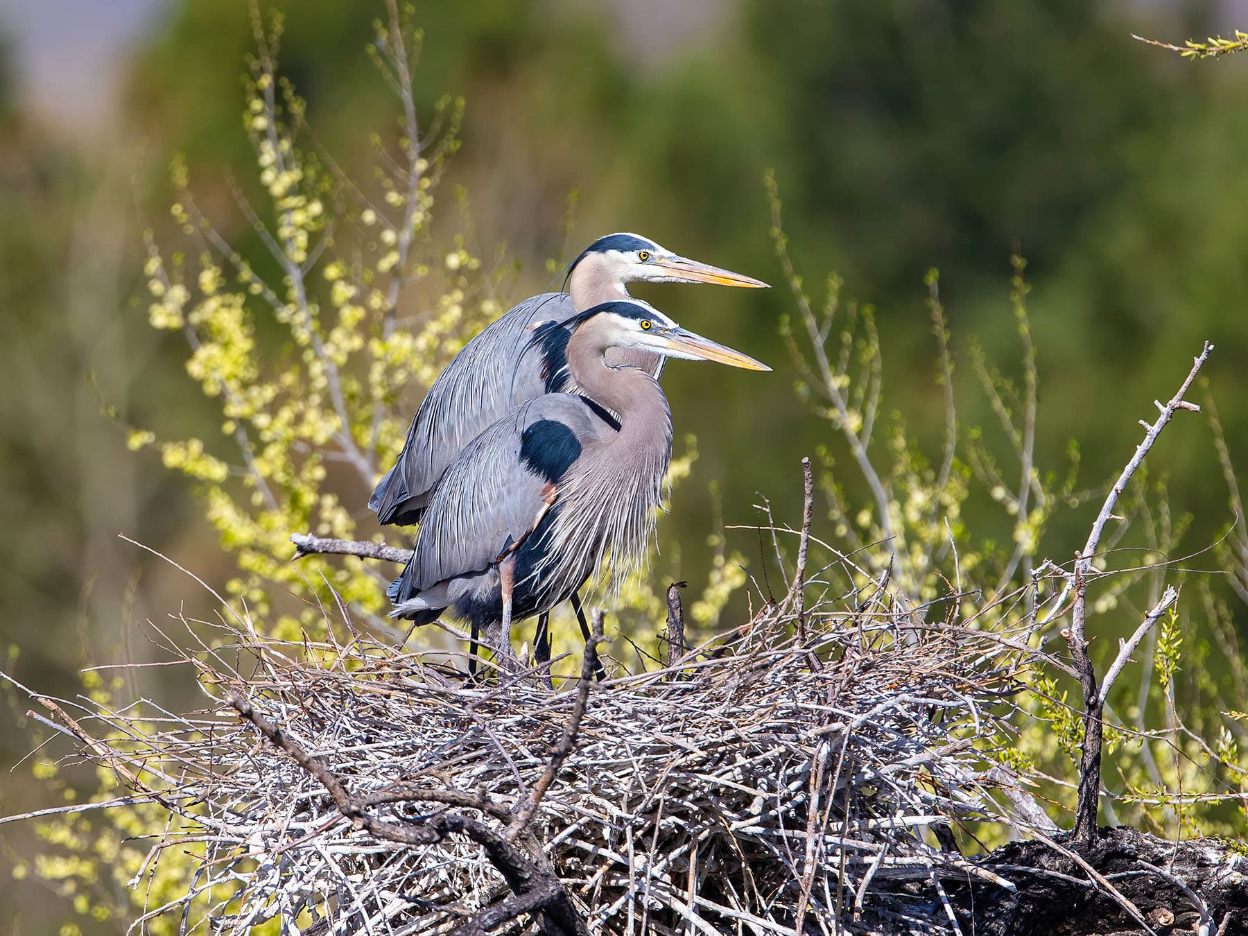 Female and male great blue herons