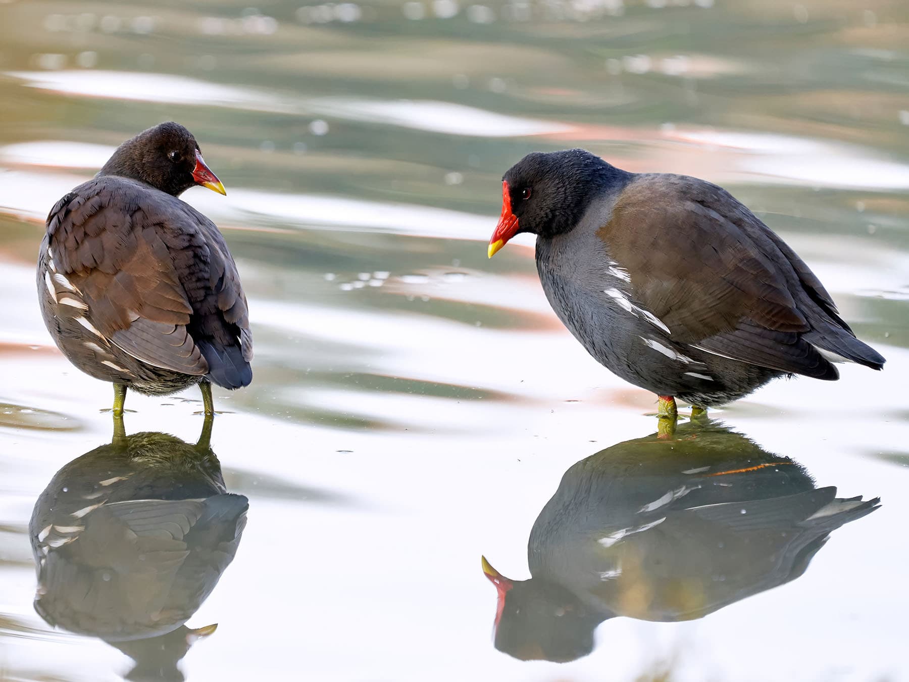 Female and male moorhens