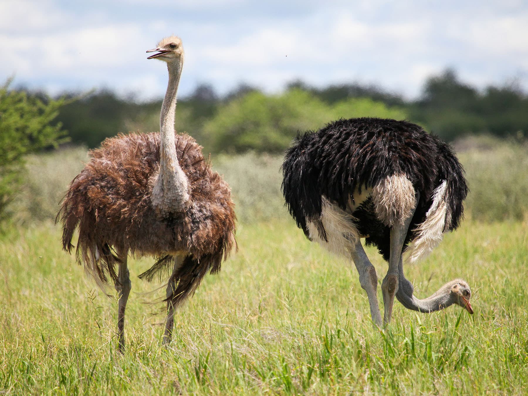 Female and male ostrich feeding