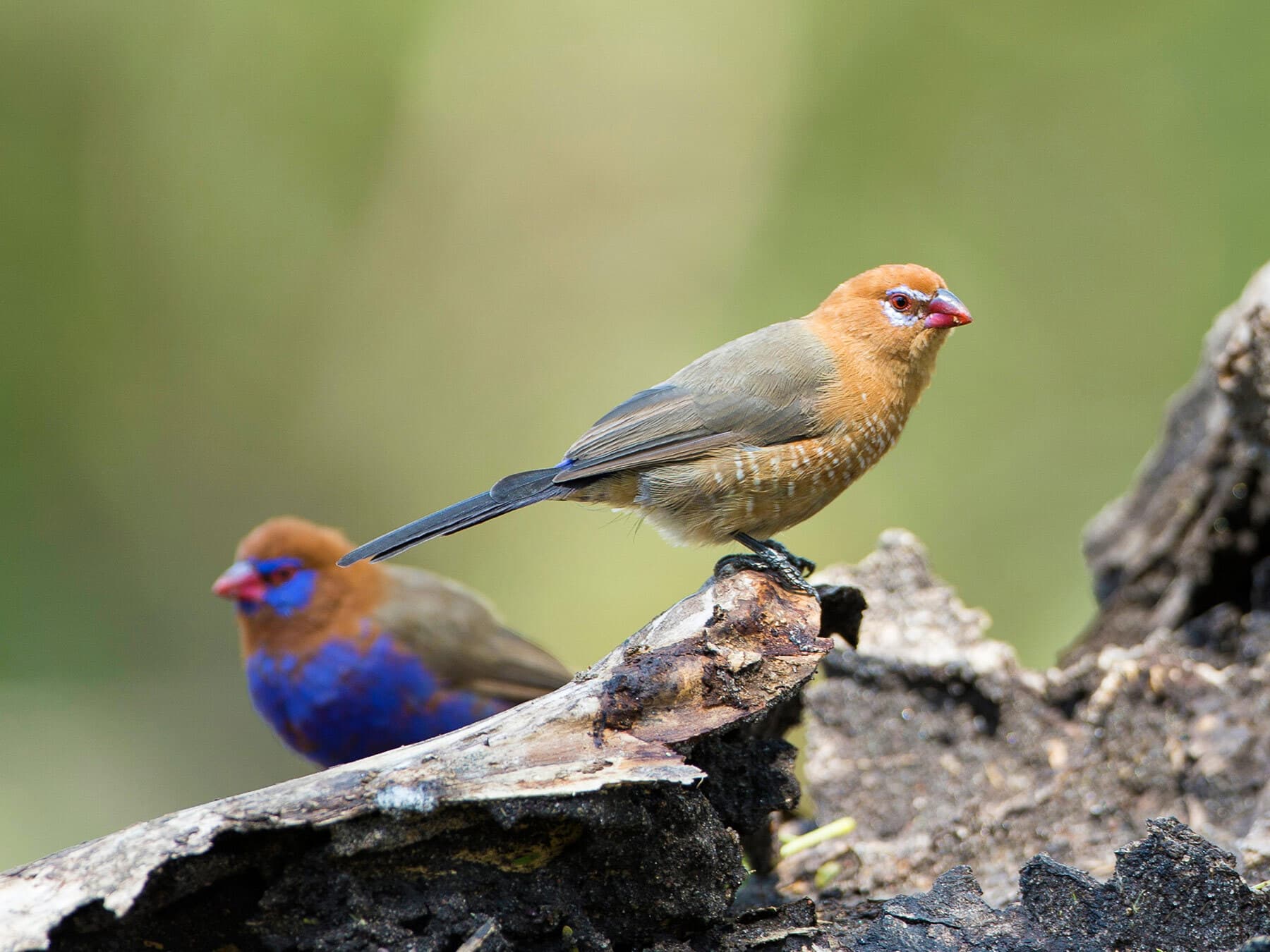 Female and male Purple Grenadiers